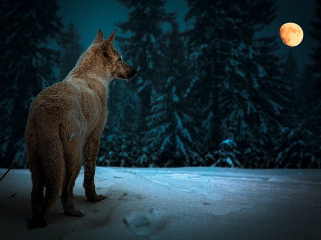 1024x768 White Wolf in the Night of Full MoonMoonipulations