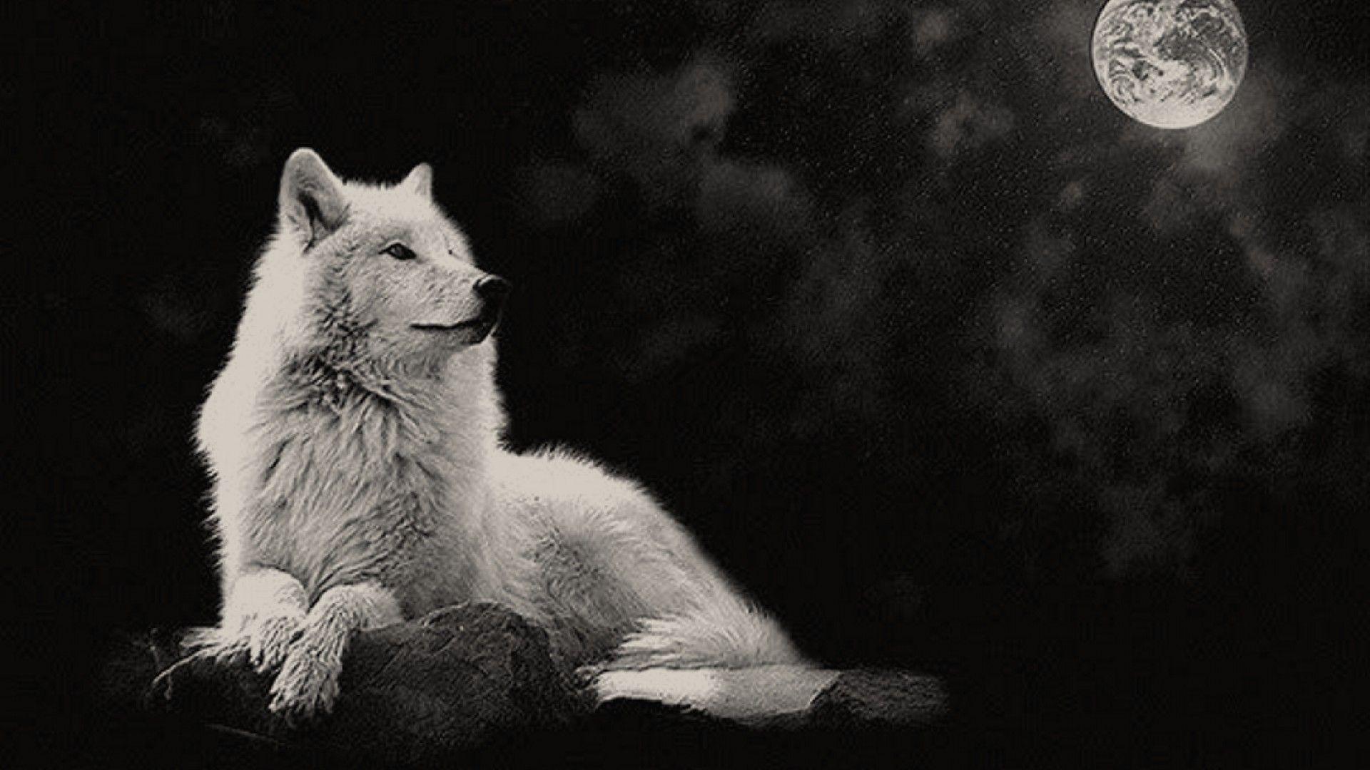 1920x1080 White Wolf Laptop Wallpaper