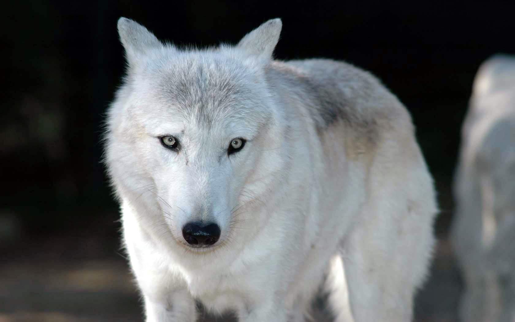 1680x1050 White Wolf HD wallpaper