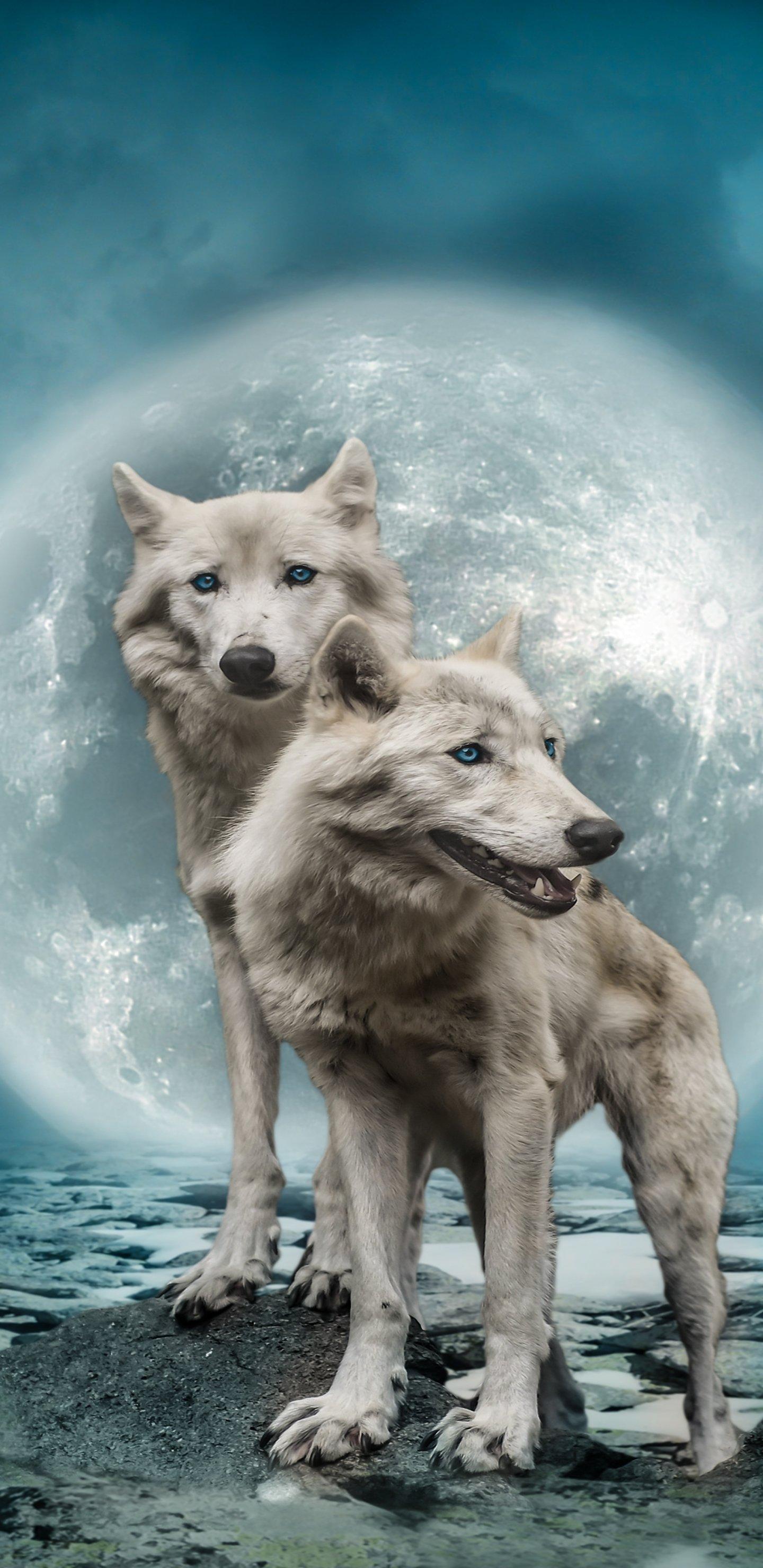 1440x2960 White Wolves In The Full Moon By Myriams Fotos