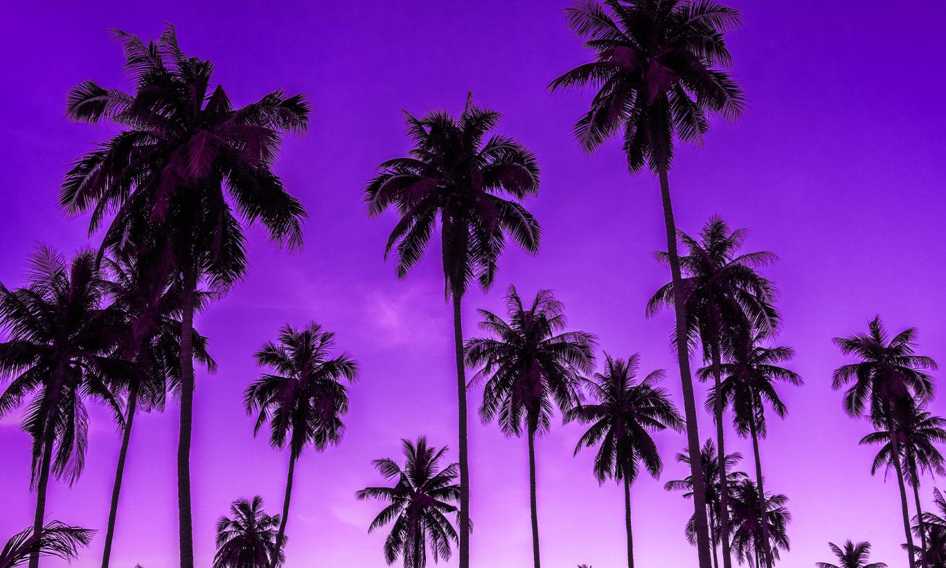 1366x820 Purple Blazed Palm Tree Skyline Wallpaper Mural