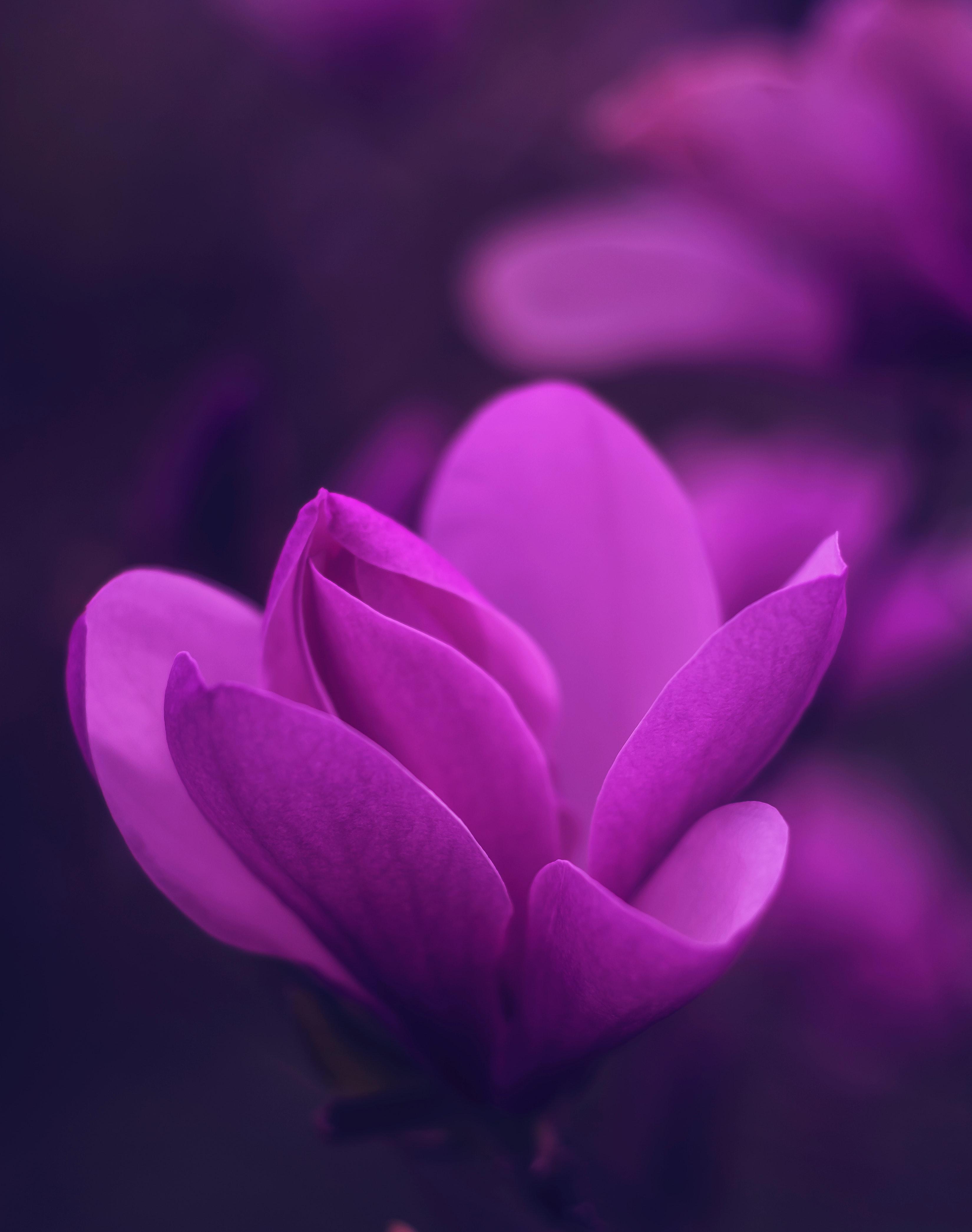 3300x4180 Best Free Purple & Image · 100% Royalty Free HD Downloads
