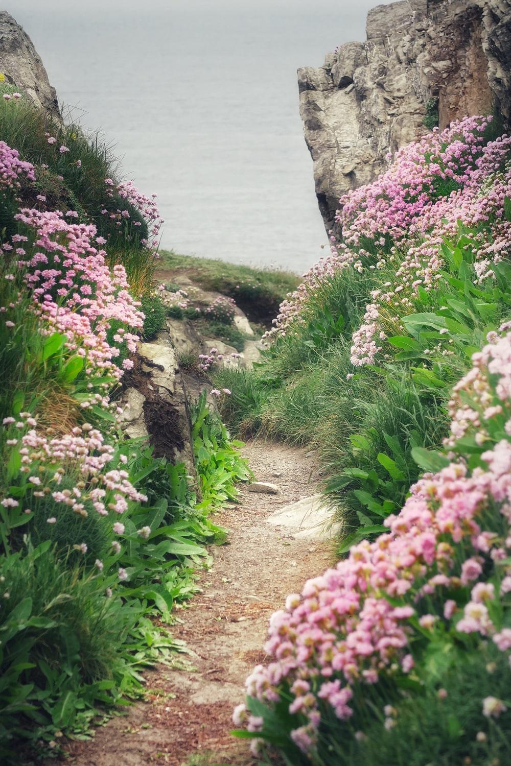 1000x1500 Flower Path Picture. Download Free Image