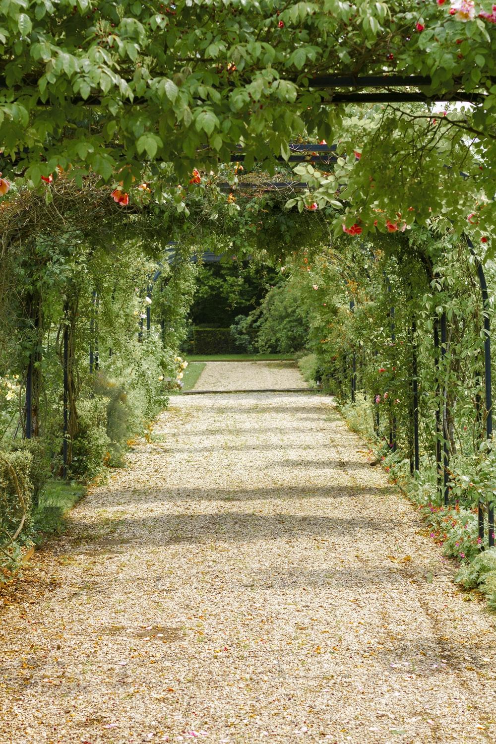 1000x1500 Flower Path Picture. Download Free Image