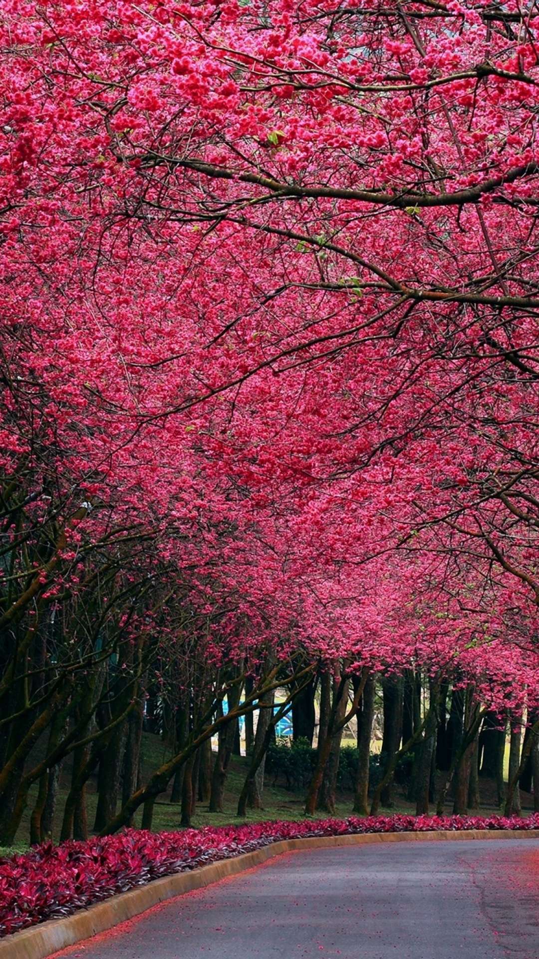 1080x1920 Flower Road Wallpaper