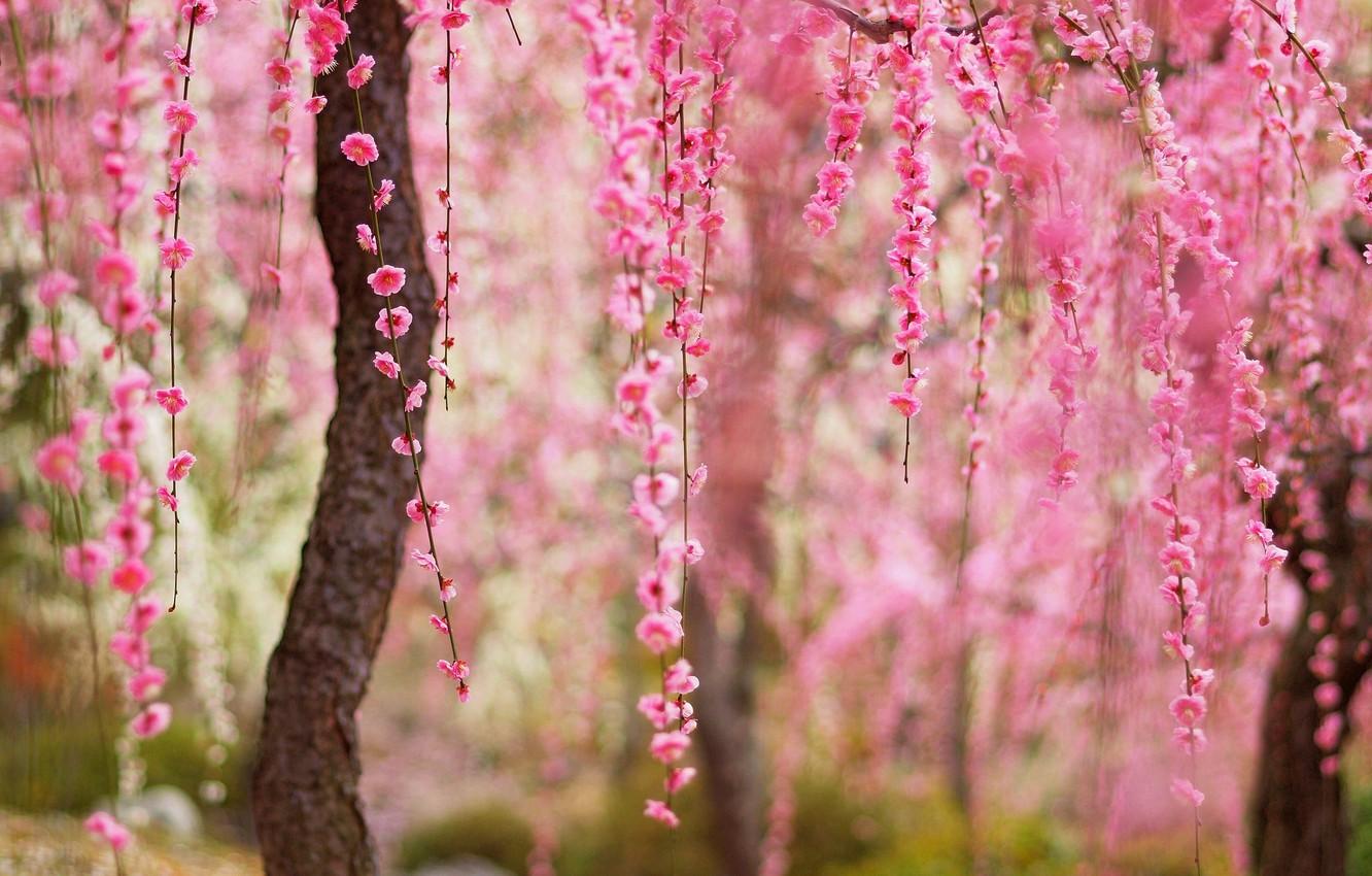 1332x850 Wallpaper road, grass, trees, flowers, nature, Park, spring, grass, road, trees, nature, park, flowers, spring, walk, path image for desktop, section природа