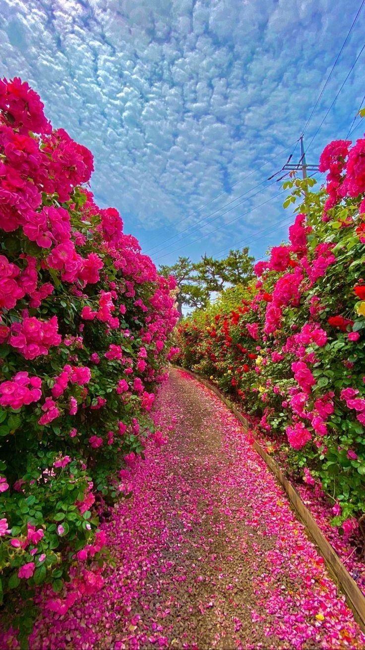736x1308 Meus Pins salvos. Beautiful image nature, Pretty landscapes, Wildflowers photography