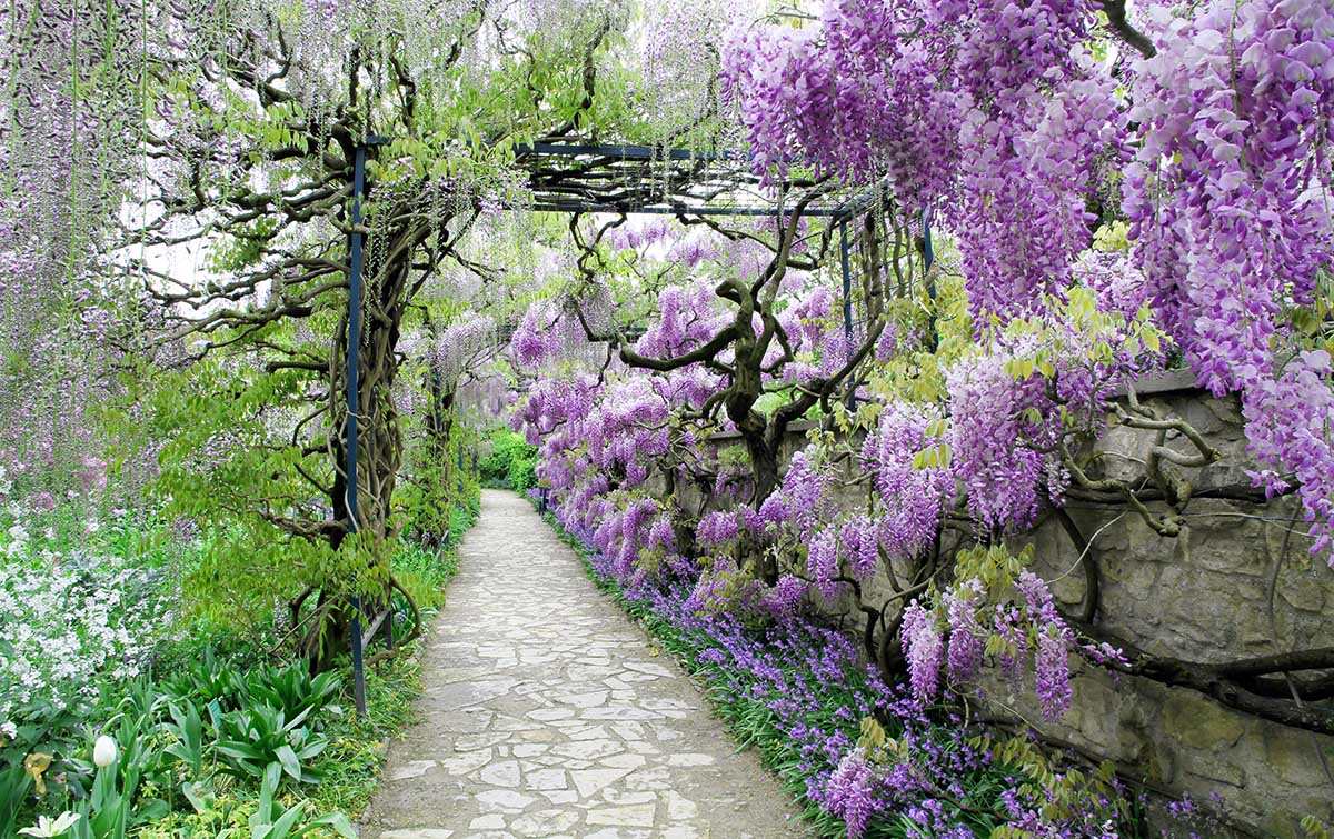 1200x755 Wallpaper mural garden path with purple flowers