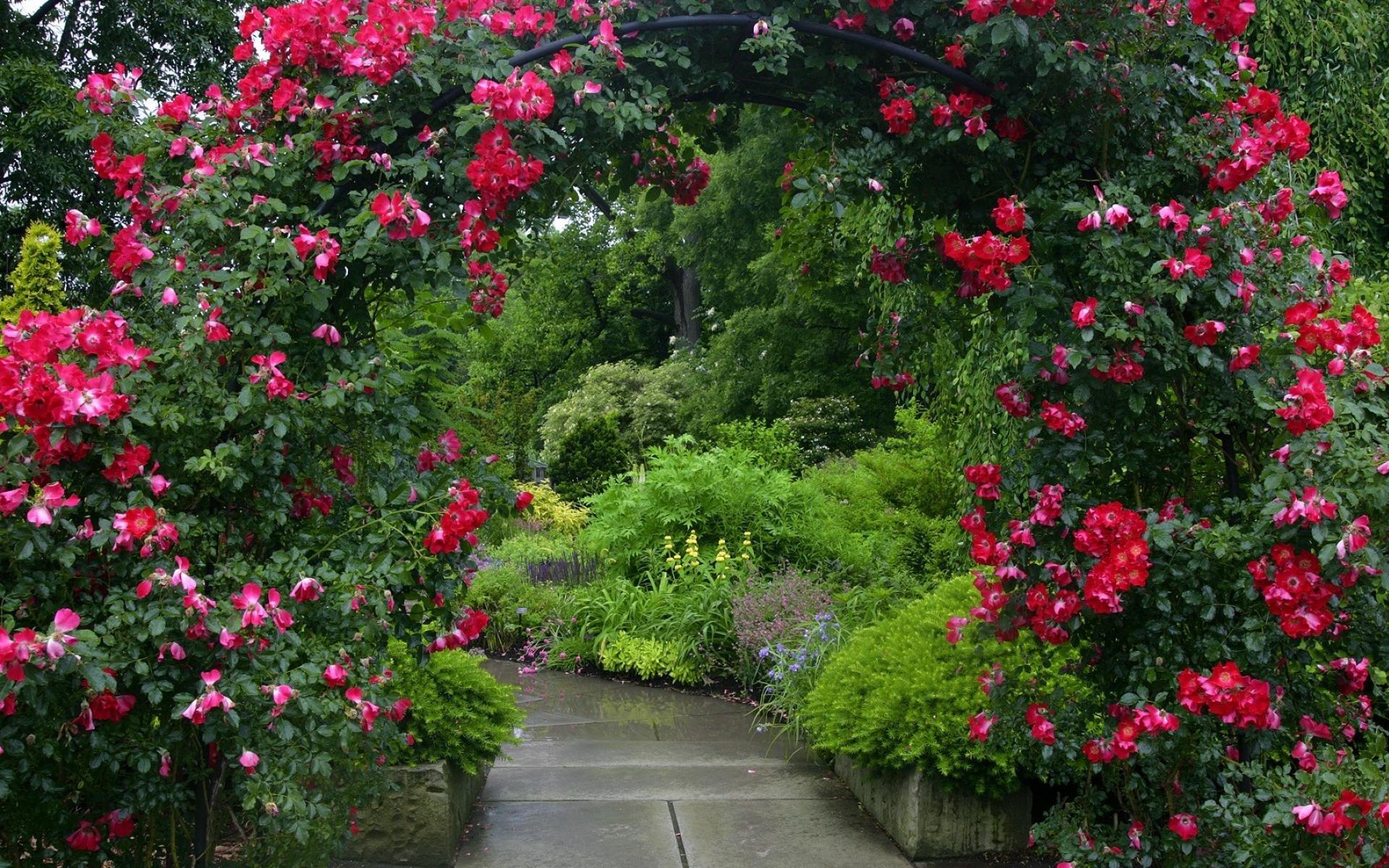 1920x1200 Arch Flower Path Red Flower Red Rose Rose Rose Bush HD WALL