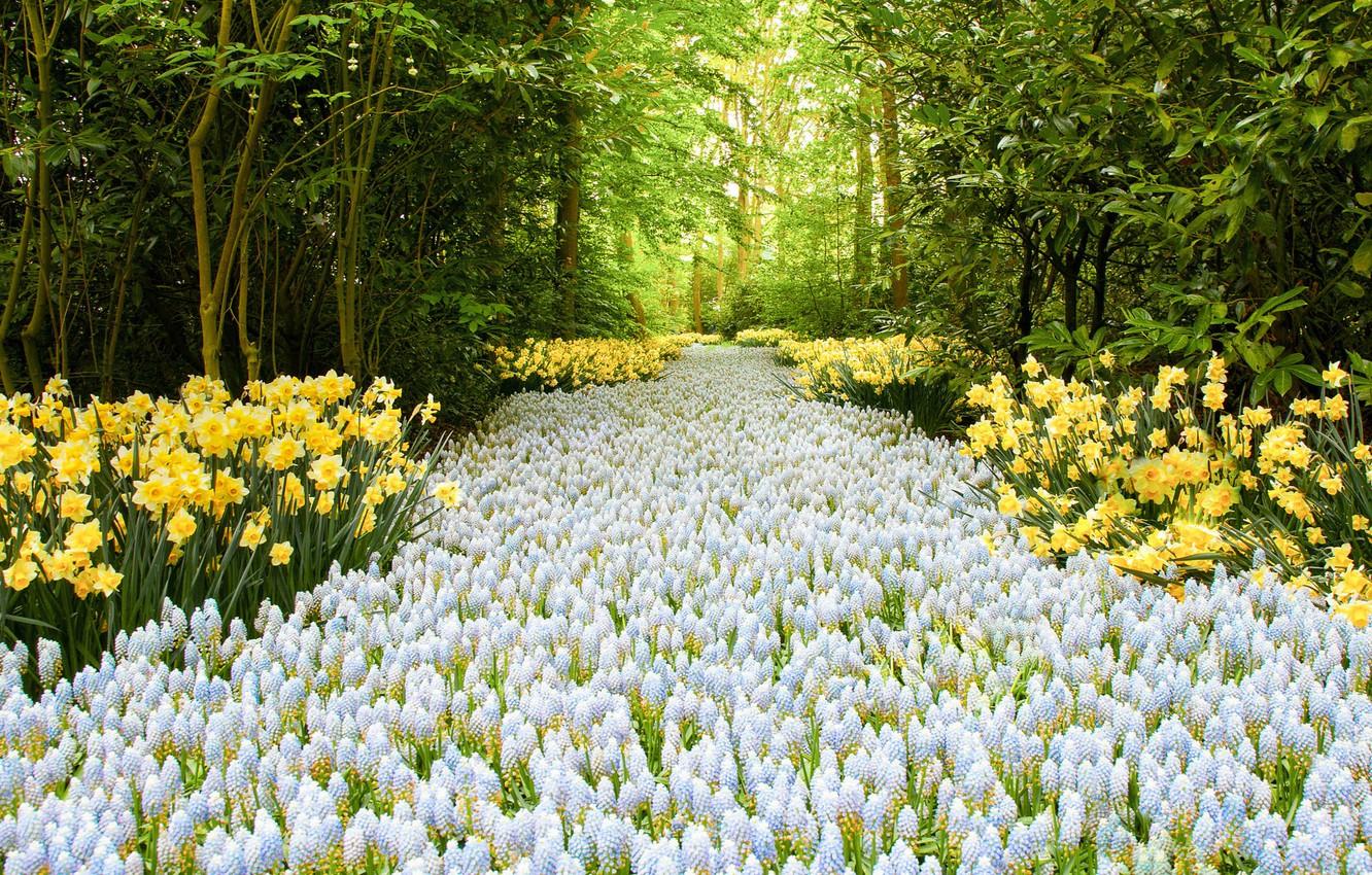 1332x850 Wallpaper road, flowers, Road of Flowers image for desktop, section цветы