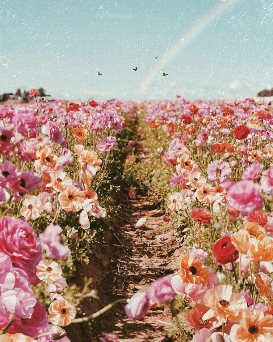 884x1105 Rose Path Wallpaper