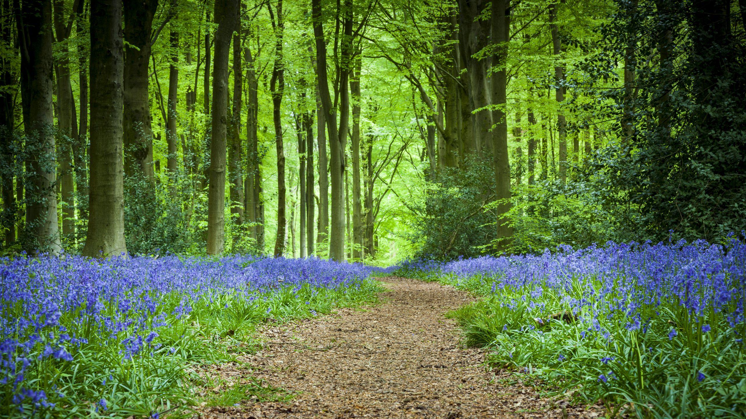 2560x1440 Download wallpaper 2560x1440 forest, path, flowers, spring widescreen 16:9 HD background