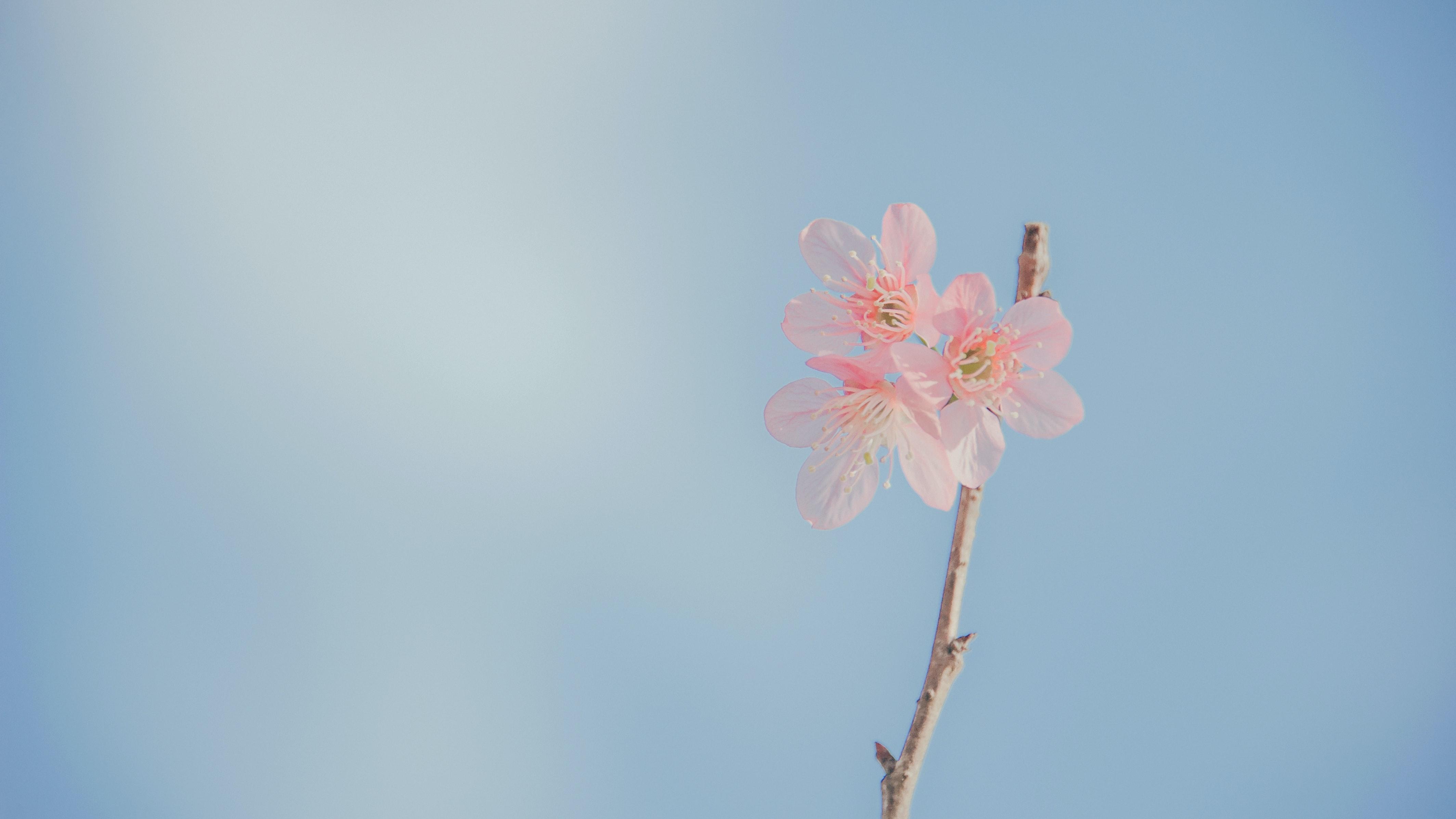 4256x2394 Best Free Pastel Wallpaper & Image · 100% Royalty Free HD Downloads