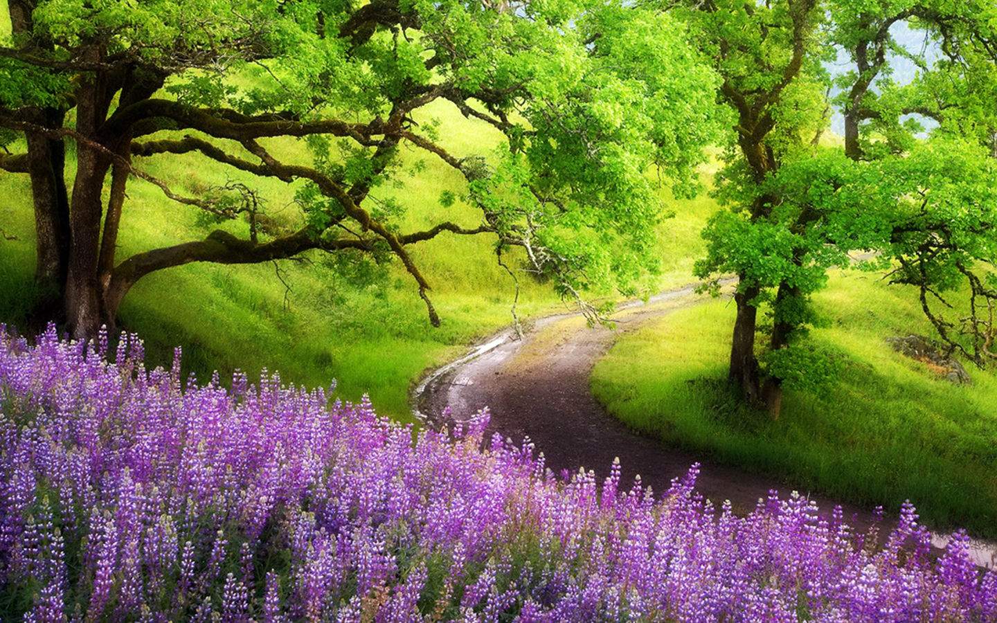 1440x900 Flower Landscape Wallpaper
