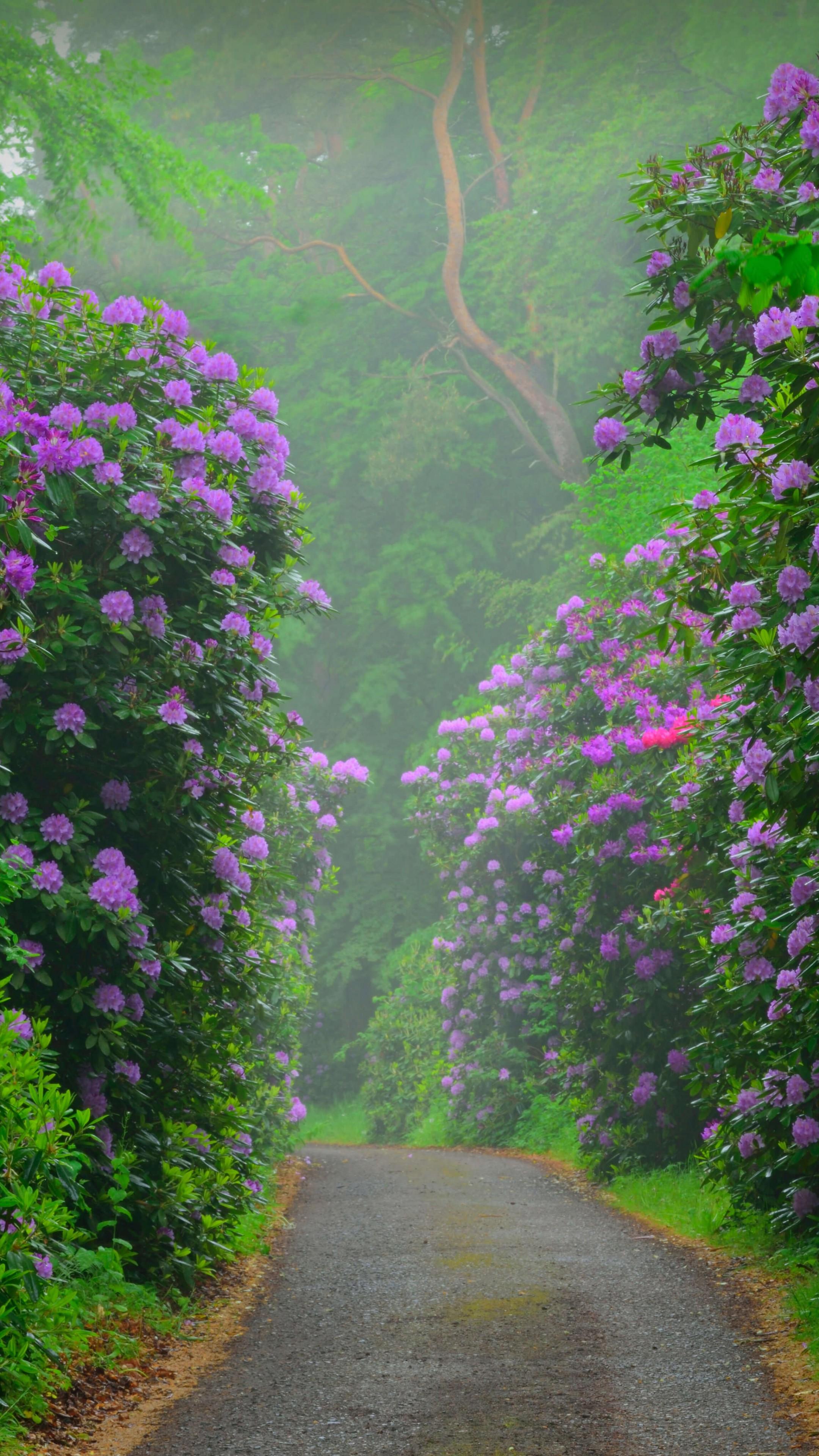 2160x3840 Wallpaper flower, pink, bush, 8K, Nature