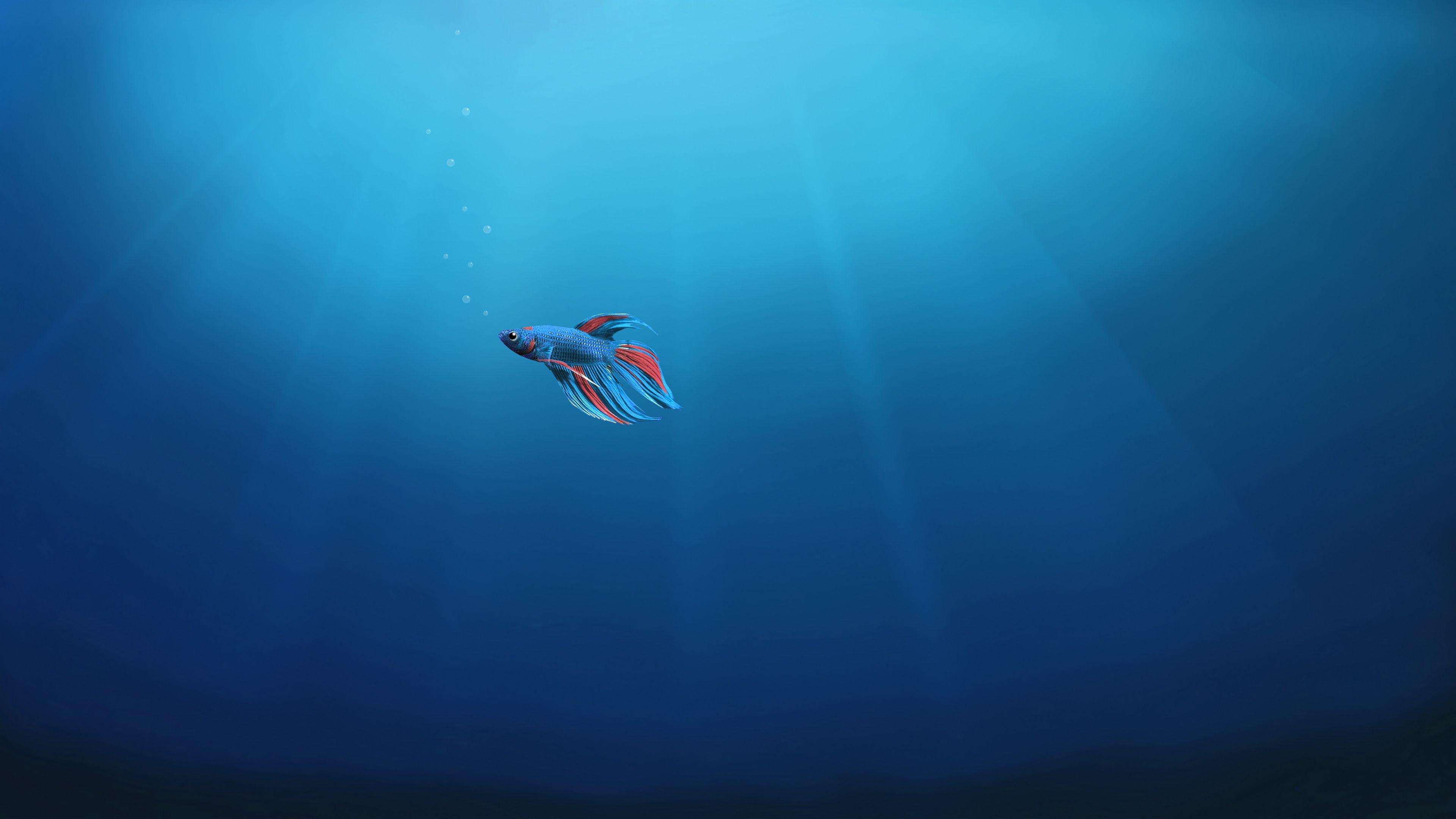 3840x2160 Wallpaper Fish, Alone, Underwater, Windows 4K, Photography