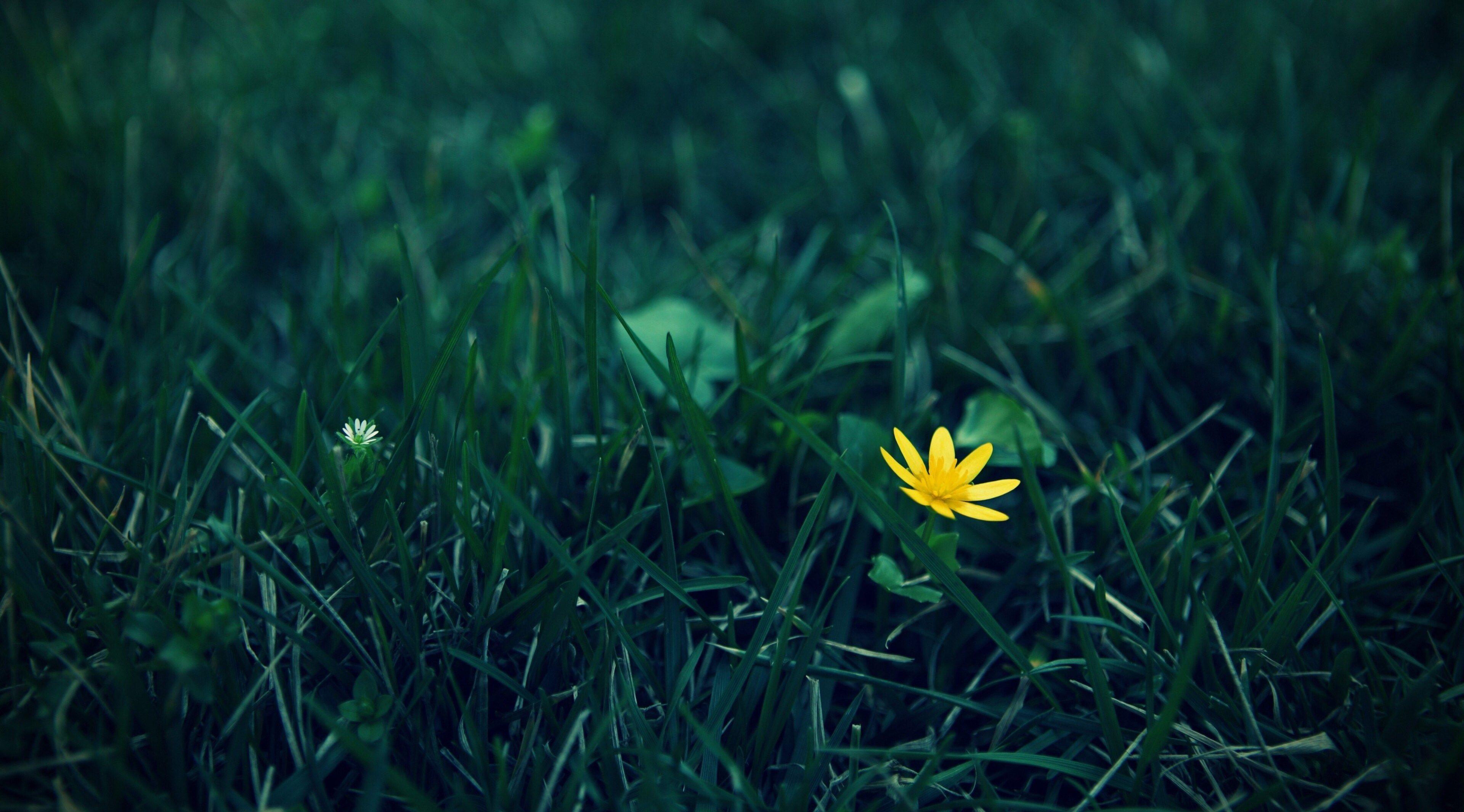 3840x2130 wildflower 4k windows wallpaper download