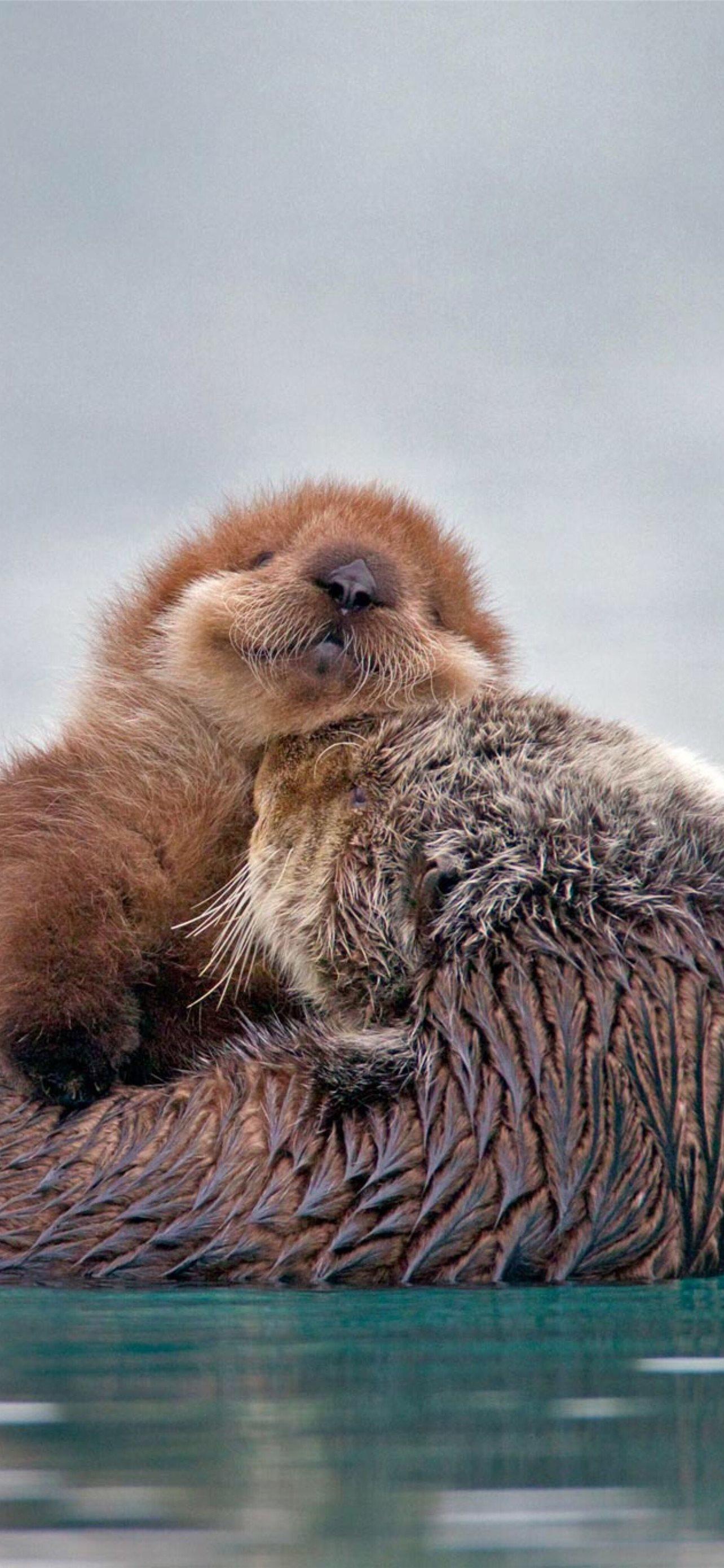 1284x2778 otters iPhone Wallpaper Free Download