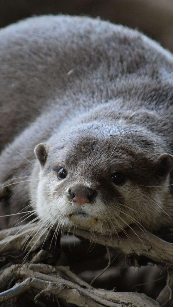 720x1280 Cute Otter Wallpaper