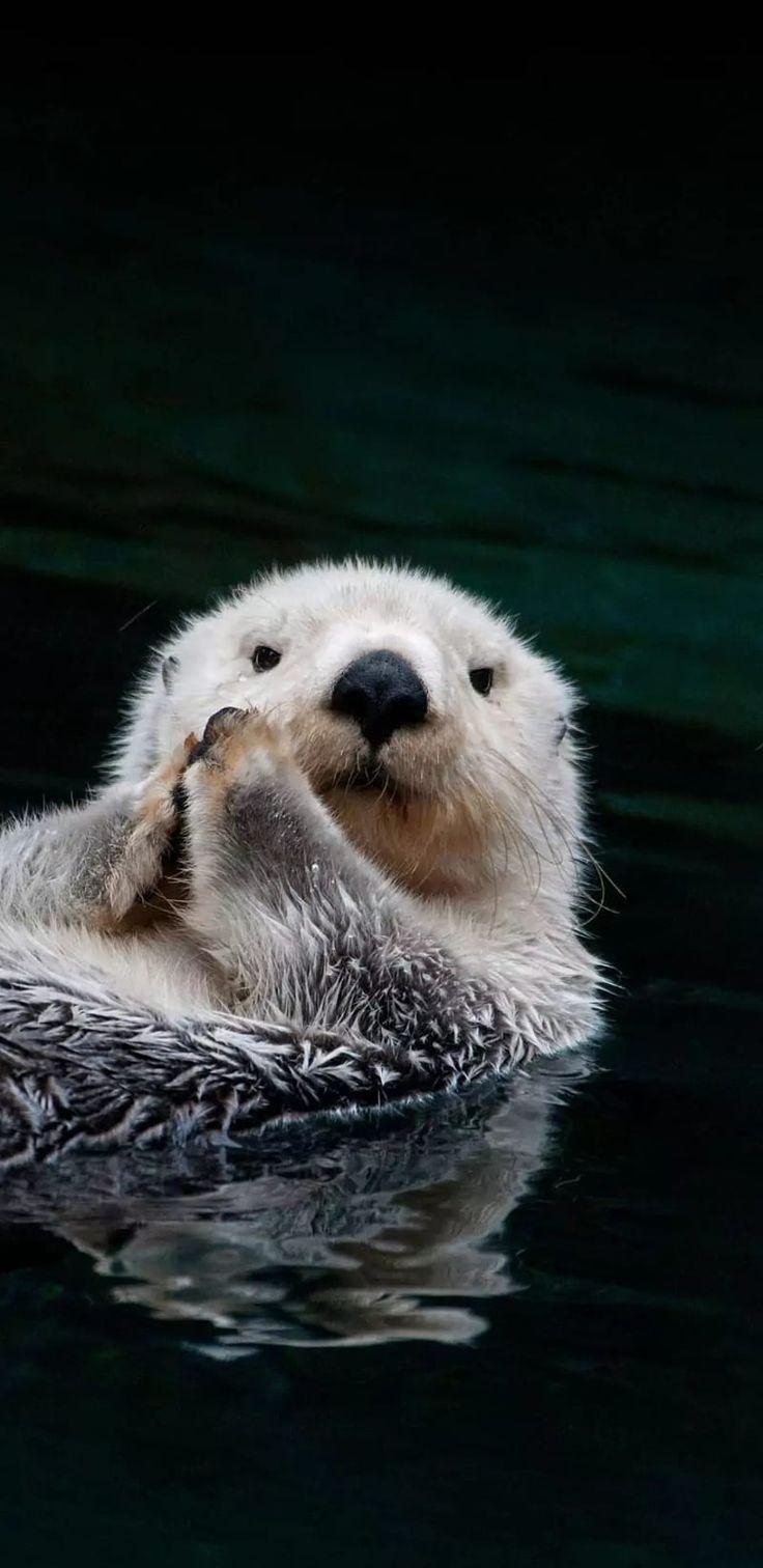 736x1512 Otter, love, bear, iphone, navy, otters, polar, samsung, sea, seals, HD mobile wallpaper. Otters, Otters cute, Cute kawaii animals