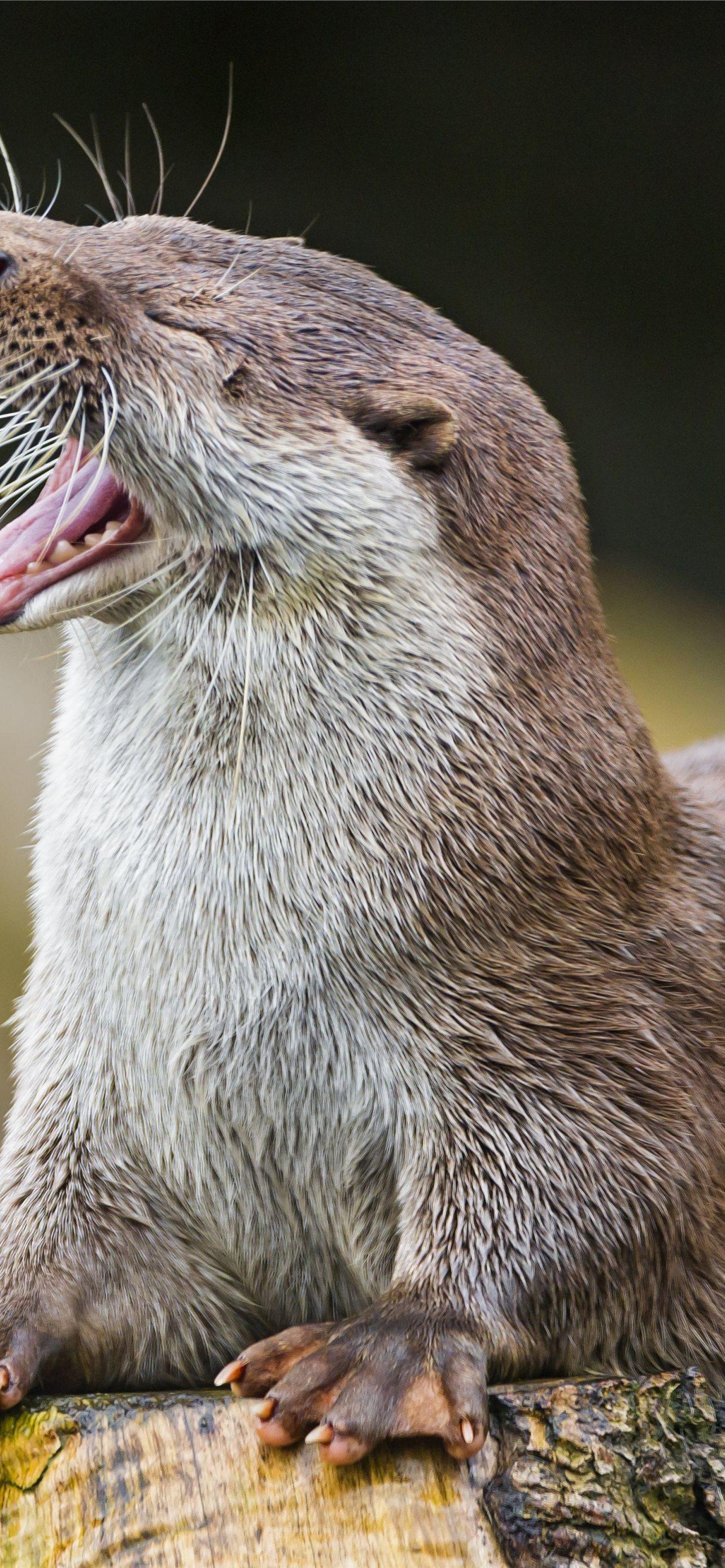 1284x2778 Best Otters iPhone HD Wallpaper