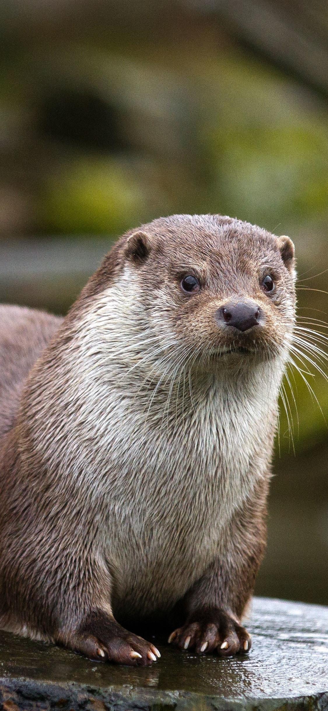 1125x2436 Otter, Wildlife, Stump 1242x2688 IPhone 11 Pro XS Max Wallpaper, Background, Picture, Image