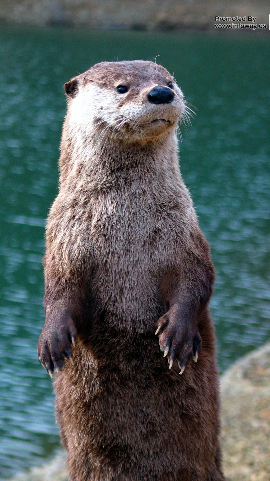 1080x1920 Free download otter wallpaper [1704x2272] for your Desktop, Mobile & Tablet. Explore Otter Wallpaper Borders. Sea Otter Wallpaper, River Otter Wallpaper, Baby Otter Wallpaper