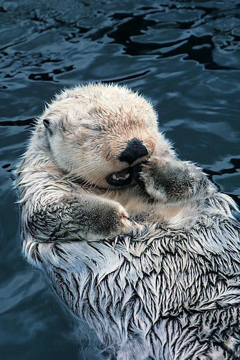 800x1200 Sea Otter Wallpaper