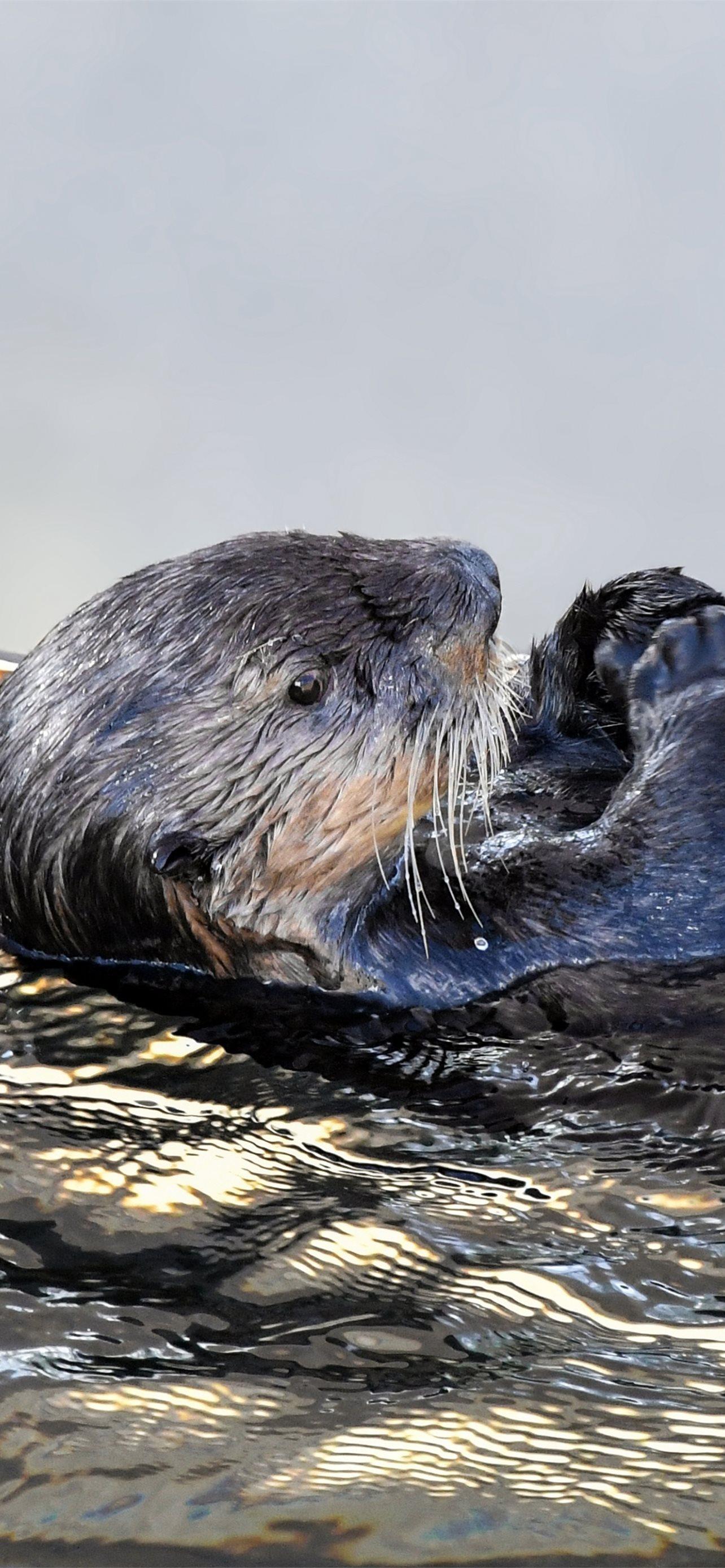 1284x2778 Best Otters iPhone HD Wallpaper