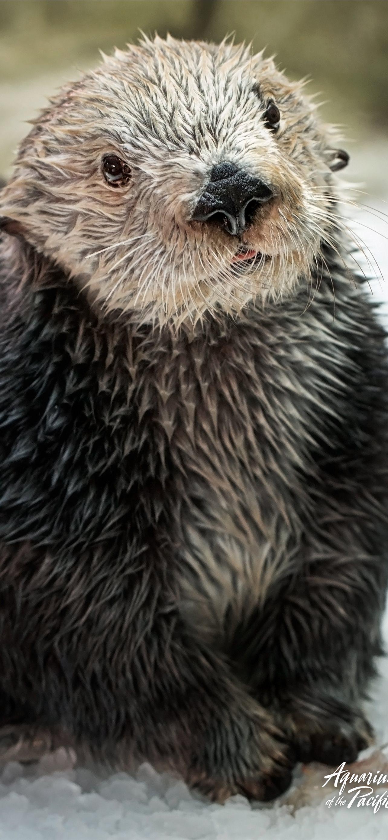 1284x2778 Best Otters iPhone HD Wallpaper