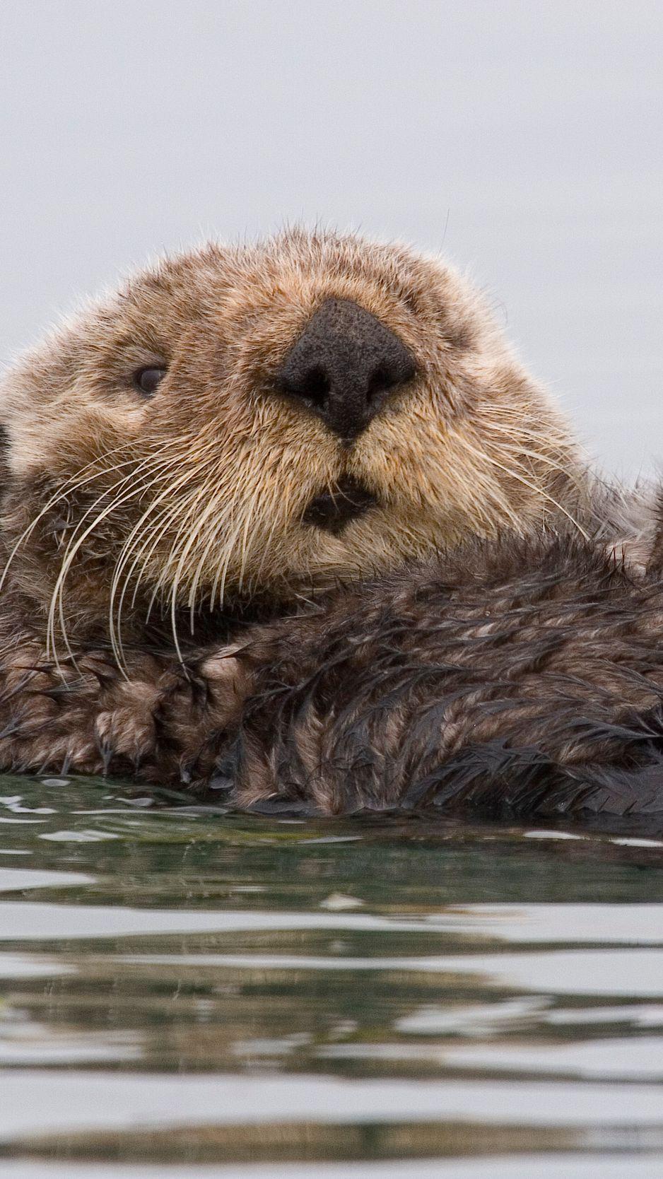 938x1668 Download Wallpaper 938x1668 Otter, Wet, Swim, Dirty Iphone 8 7 6s 6 For Parallax HD Background