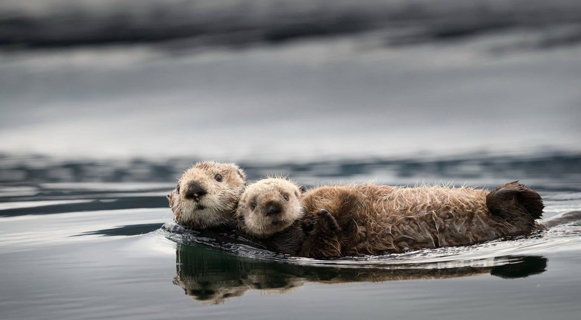 1920x1058 Free Otter Wallpaper Downloads, Otter Wallpaper for FREE