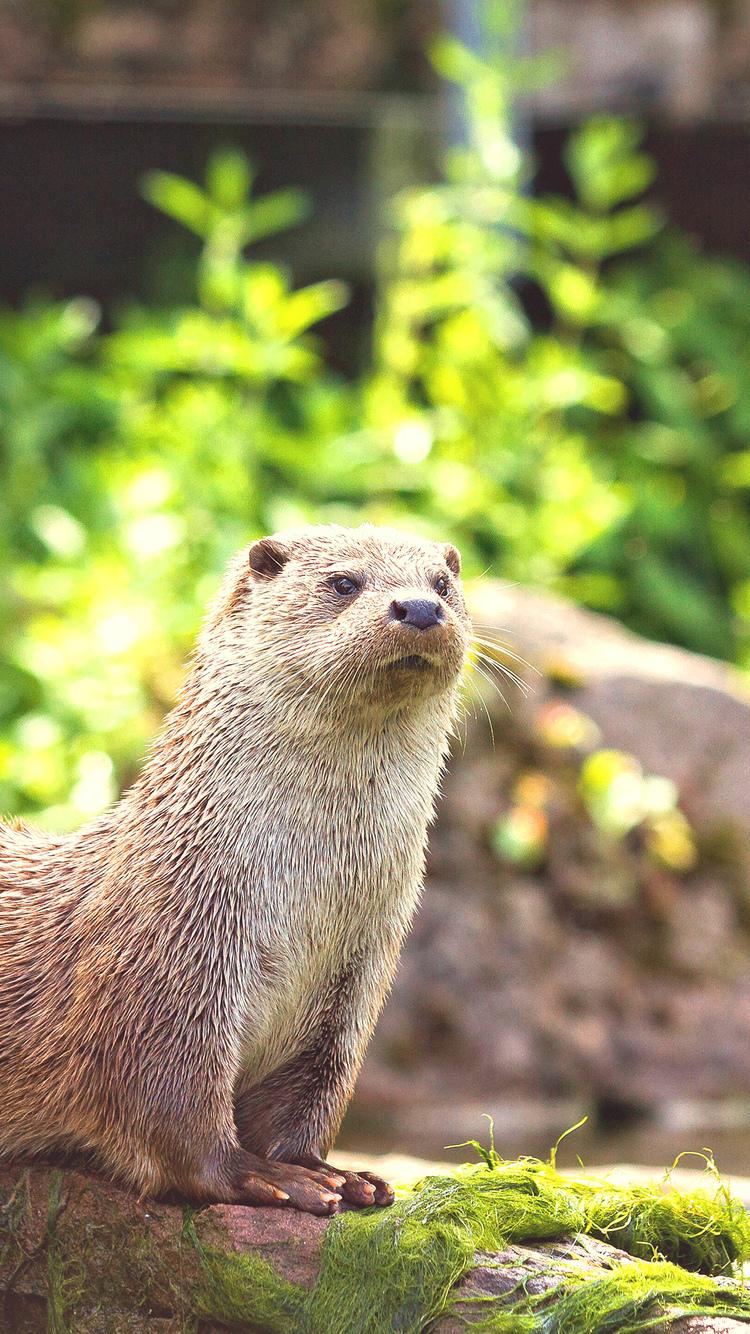 750x1334 Otter iPhone Wallpaper HD