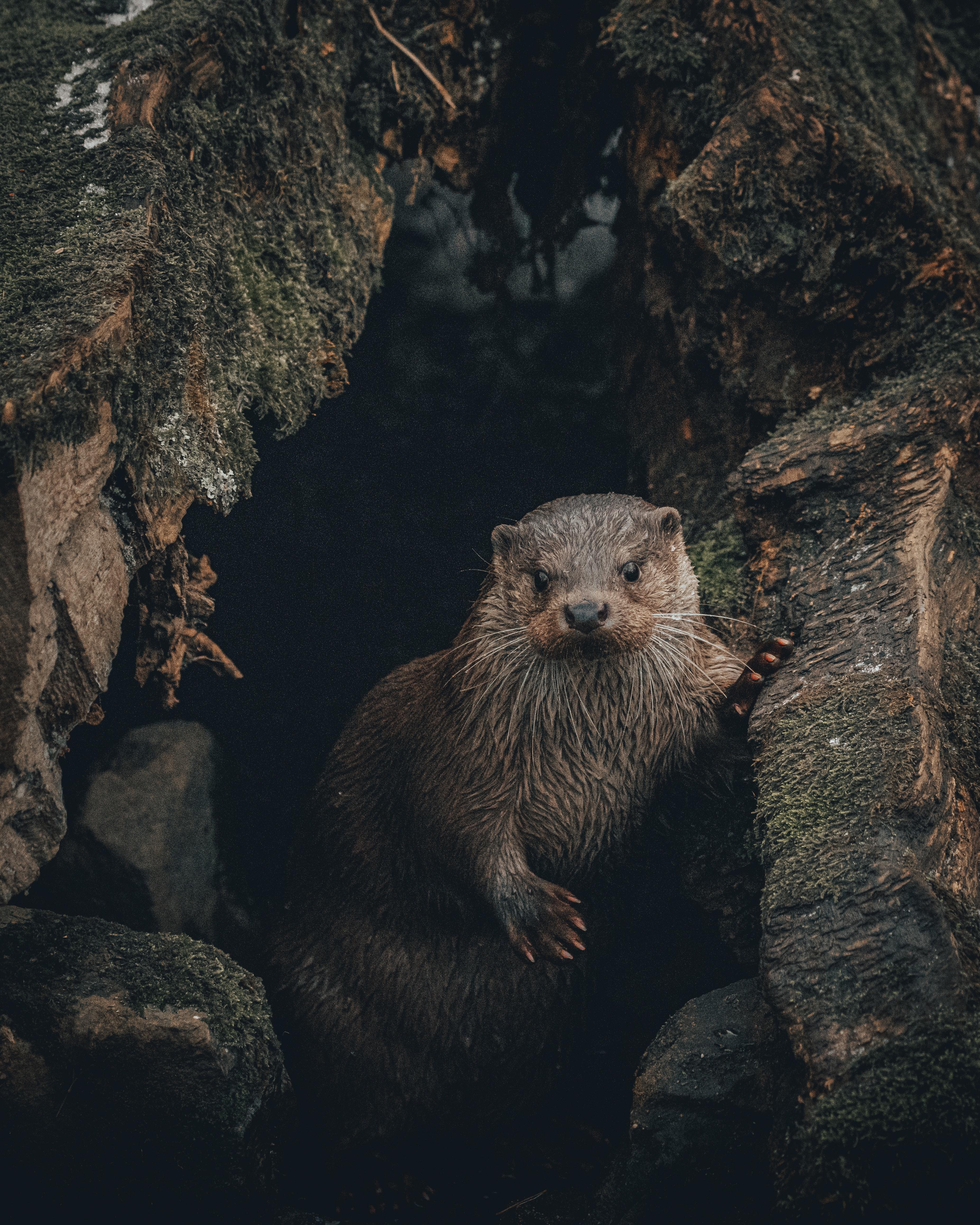 3713x4639 Best Free Otter & Image · 100% Royalty Free HD Downloads