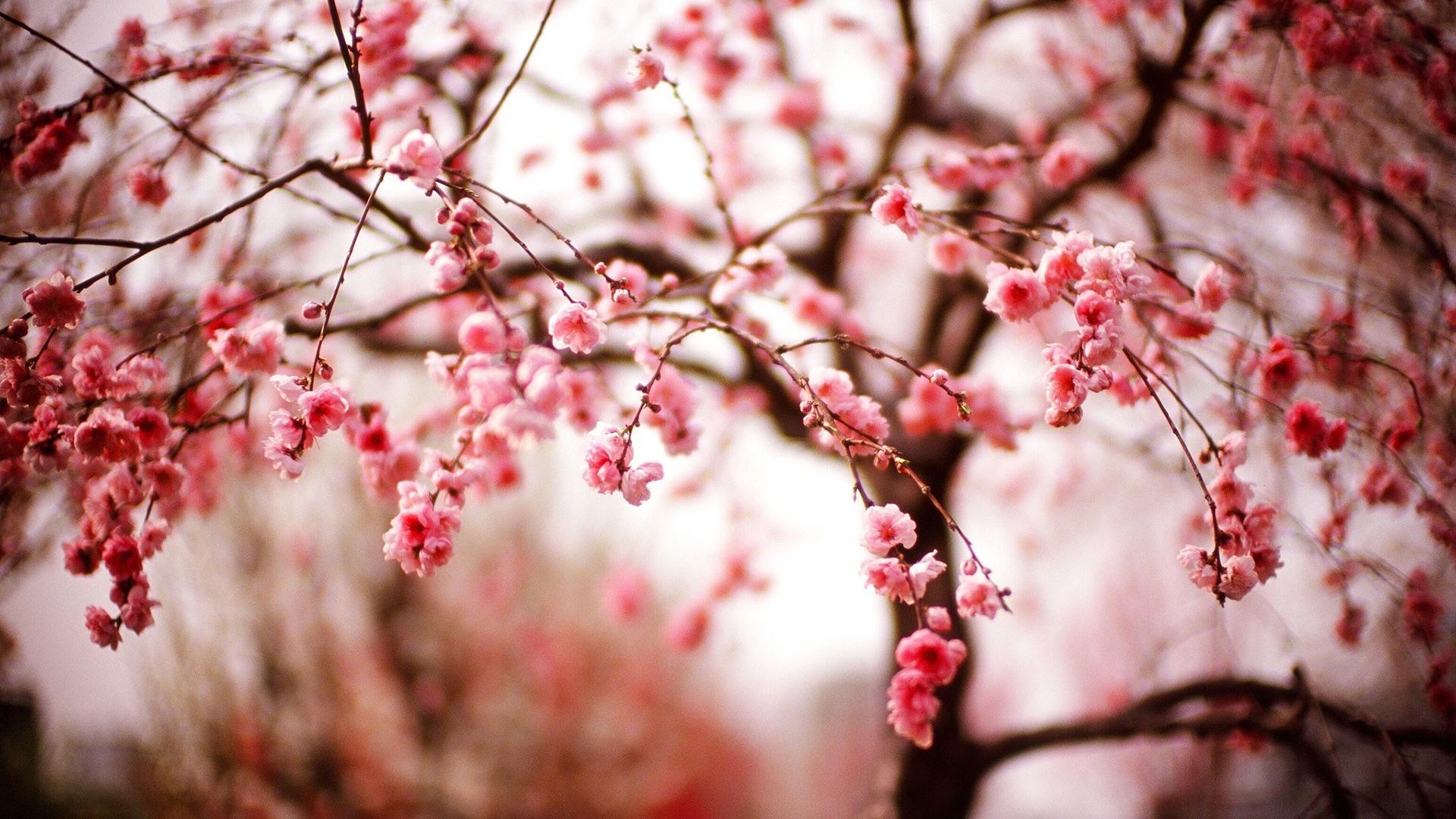 Red Sakura Wallpapers Top Free Red Sakura Backgrounds WallpaperAccess