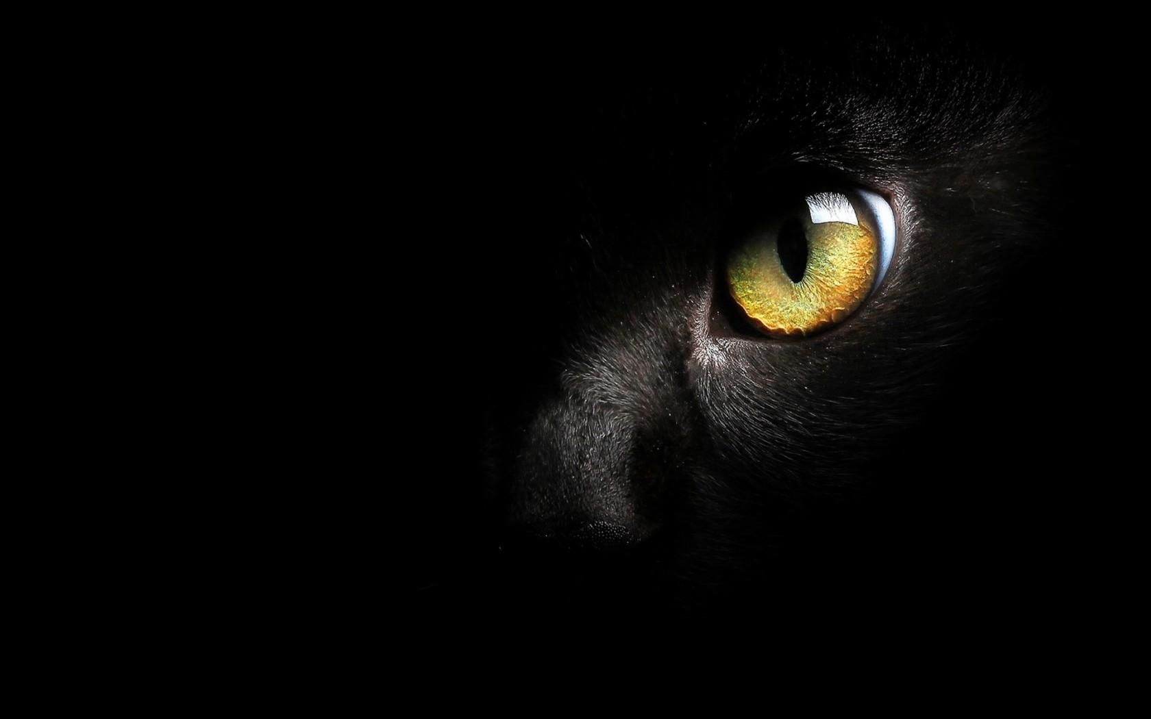 1680x1050 Free download Black Cat Wallpaper High Quality Black Cat Wallpaper [1680x1050] for your Desktop, Mobile & Tablet. Explore Wallpaper Black Cat. Black Cat Wallpaper, Black Cat Wallpaper