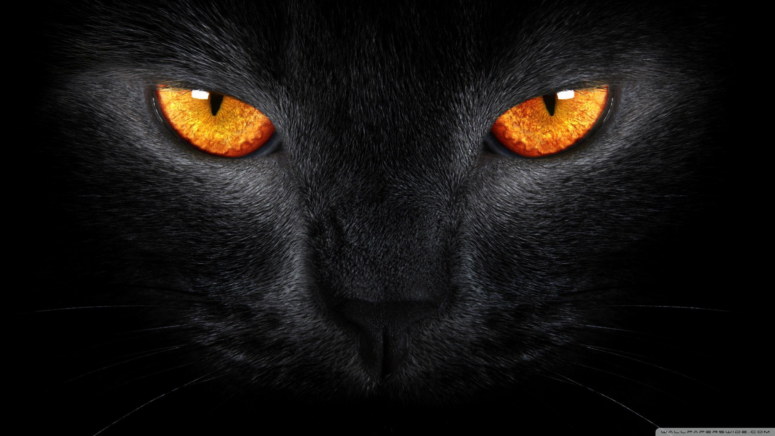 2560x1440 Black Cat HD Wallpaper