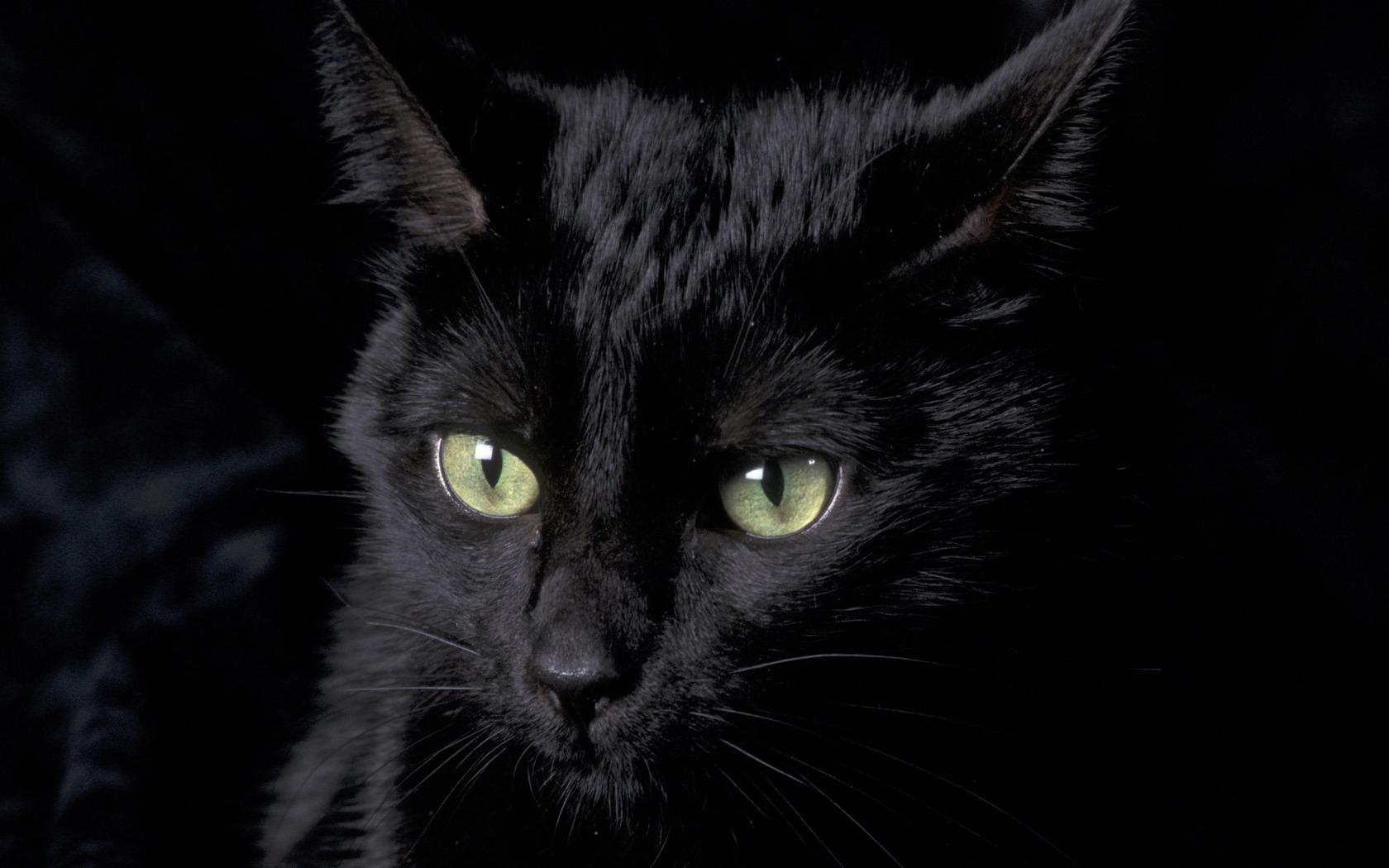 1680x1050 Black Cat Wallpaper