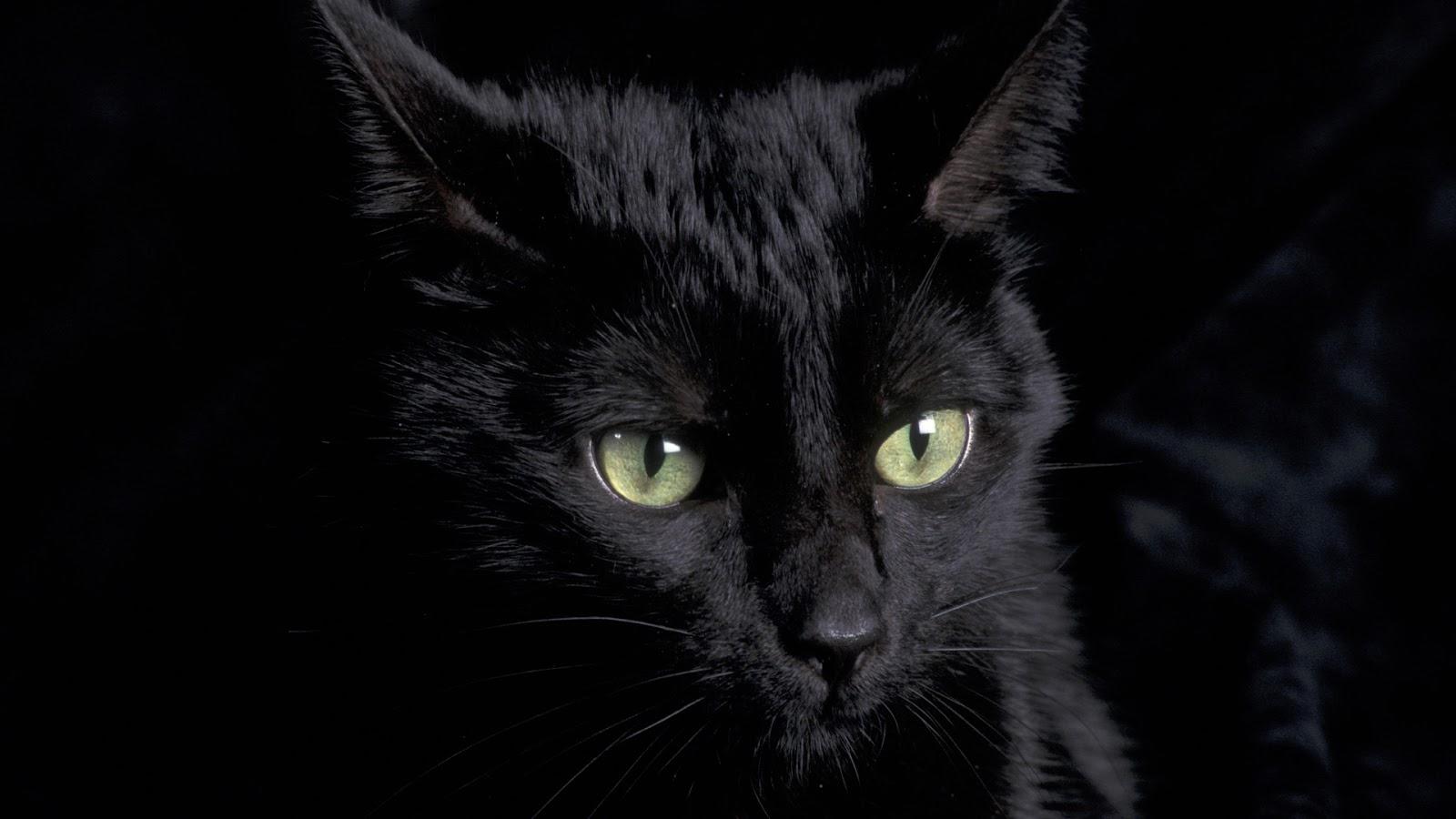 1600x900 Black Cat Wallpaper