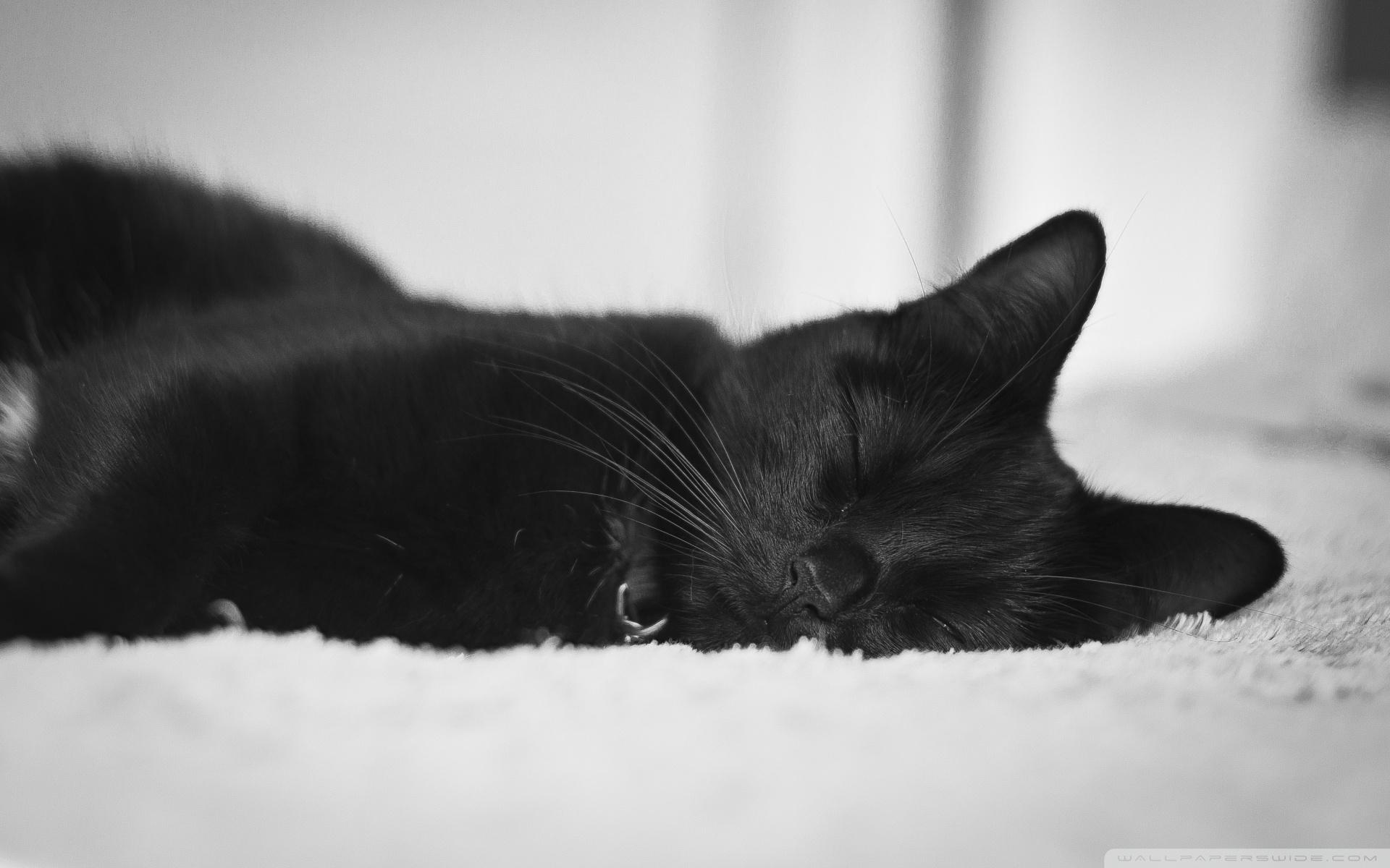 wallpaper 4k pc black cat