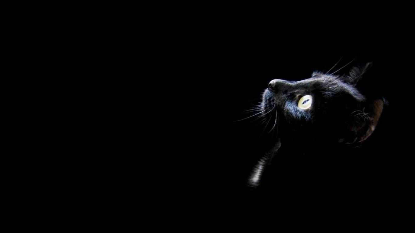 1366x768 CAP: Black Cat