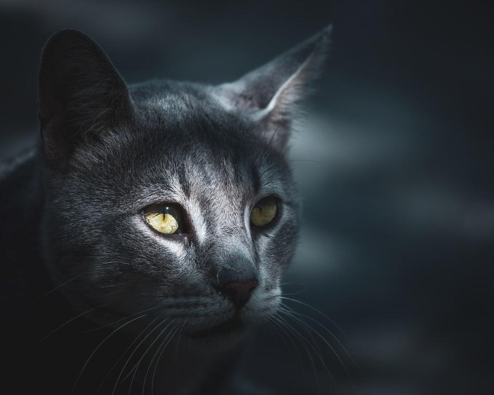 1000x800 black cat with yellow eyes photo