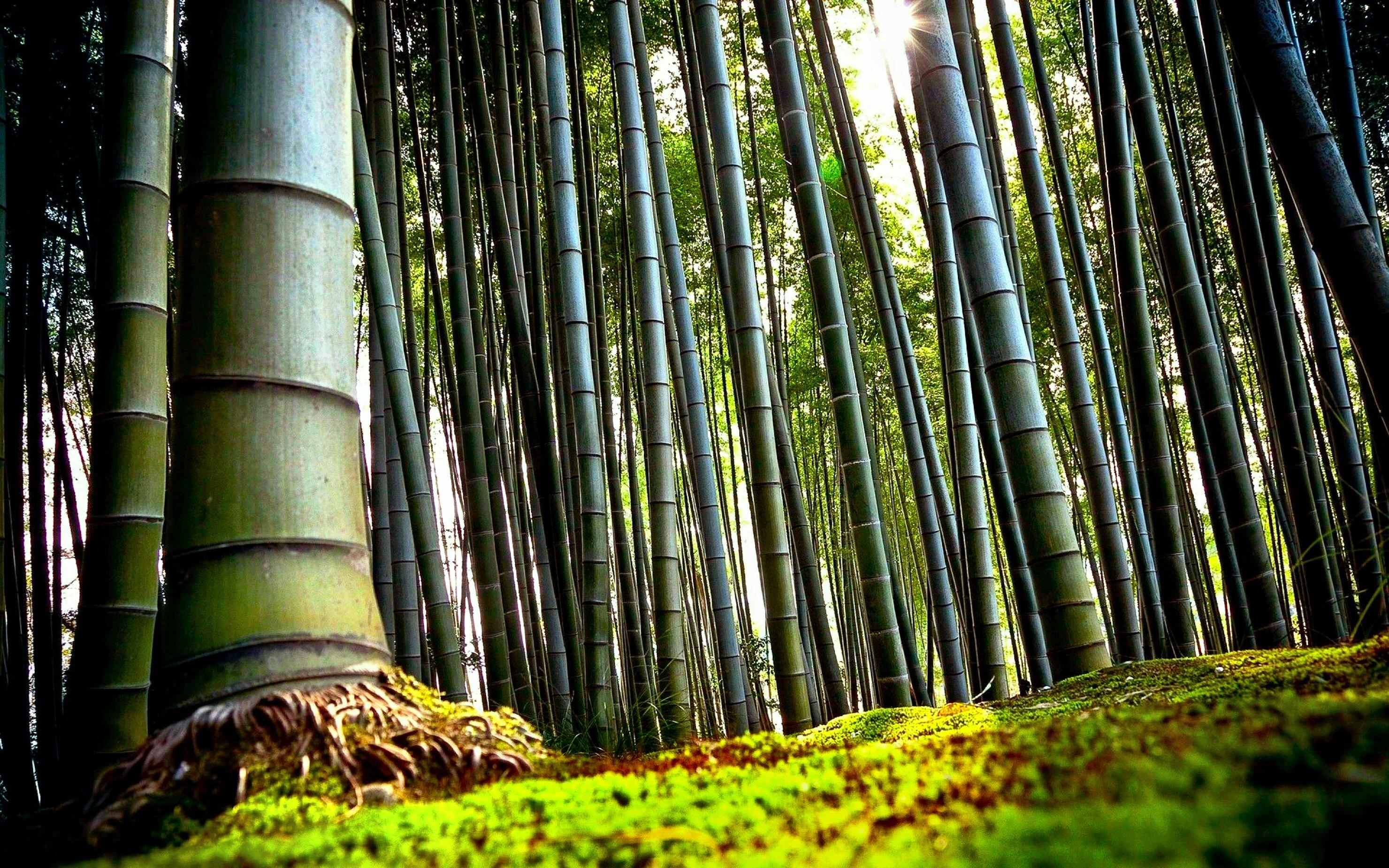 2960x1850 Bamboo HD Wallpaper and Background