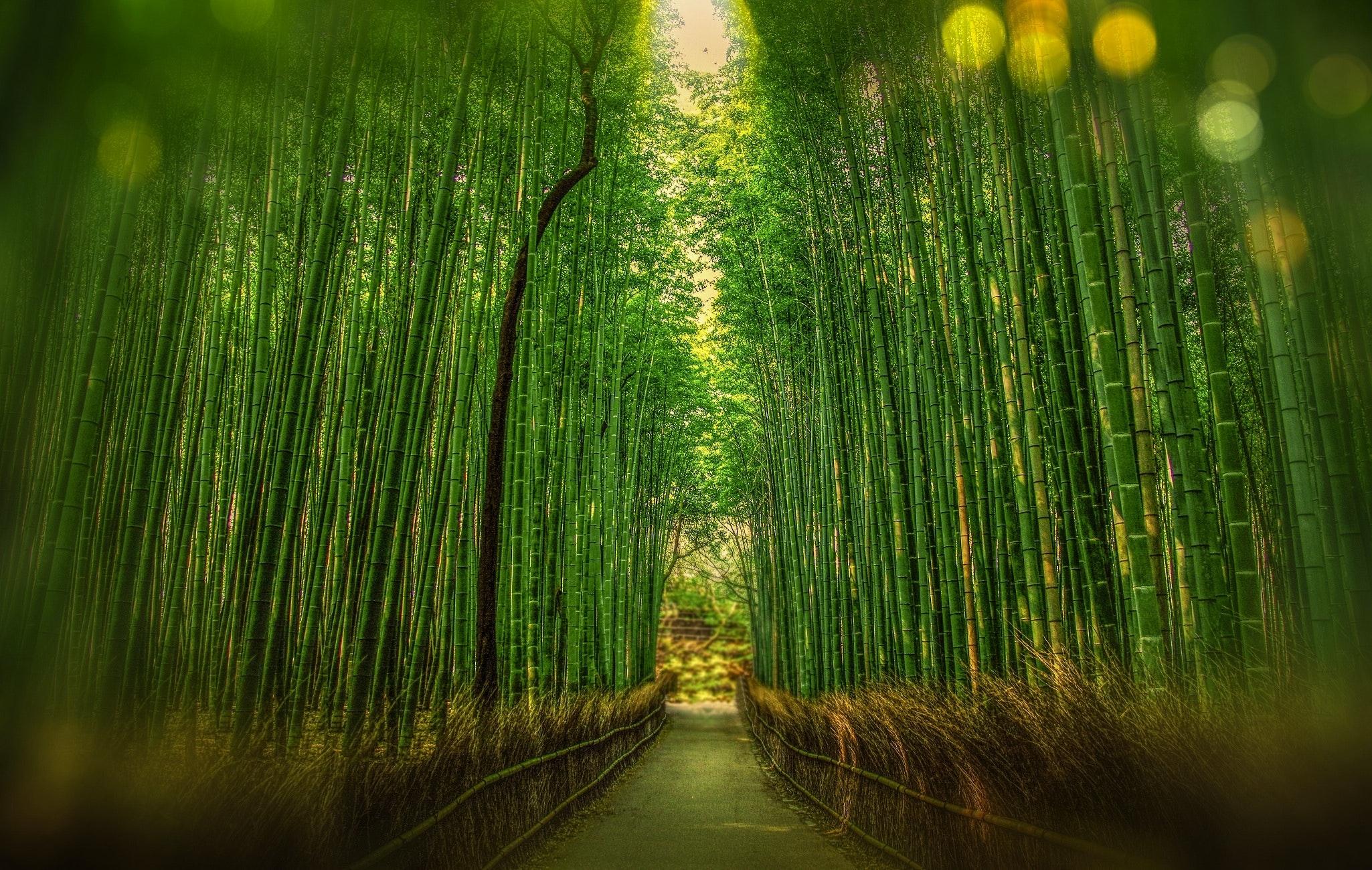 2050x1300 Free Bamboo & HD Image