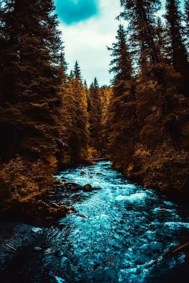 735x1102 Things To Know About Alaska. Forest wallpaper, Fly fishing, Fish wallpaper