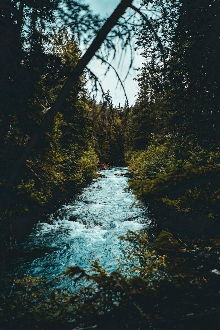 735x1101 Things To Do In Alaska, The USA. Forest wallpaper iphone, Landscape, Forest wallpaper