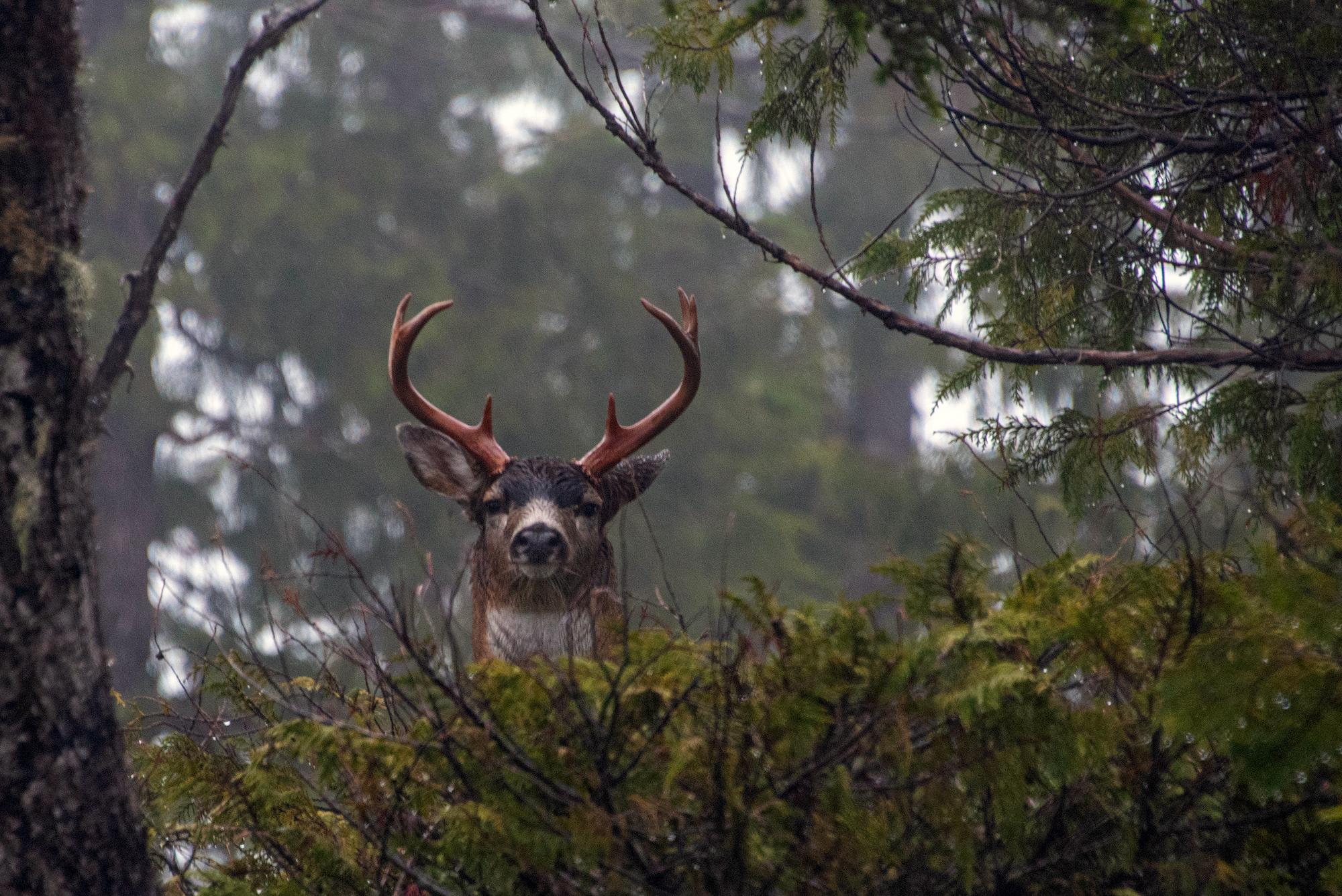 2000x1335 Seeing the Forest for the Deer: Alaskan Scientists Harness Big Data for Conservation