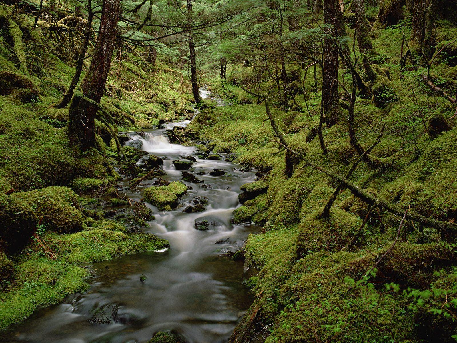 Alaska Forest Wallpapers - Top Free Alaska Forest Backgrounds ...