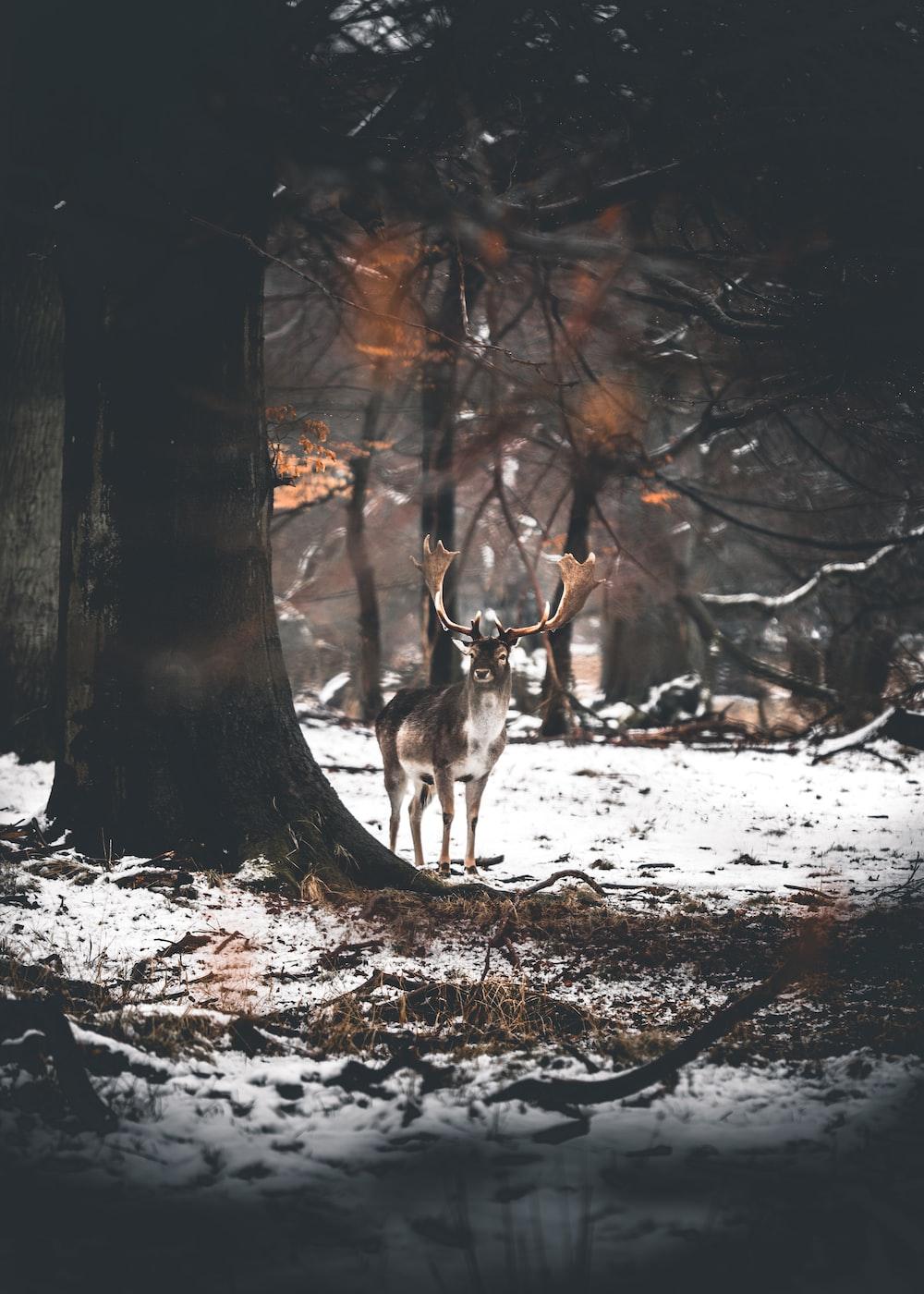 1000x1400 Deer Snow Picture. Download Free Image