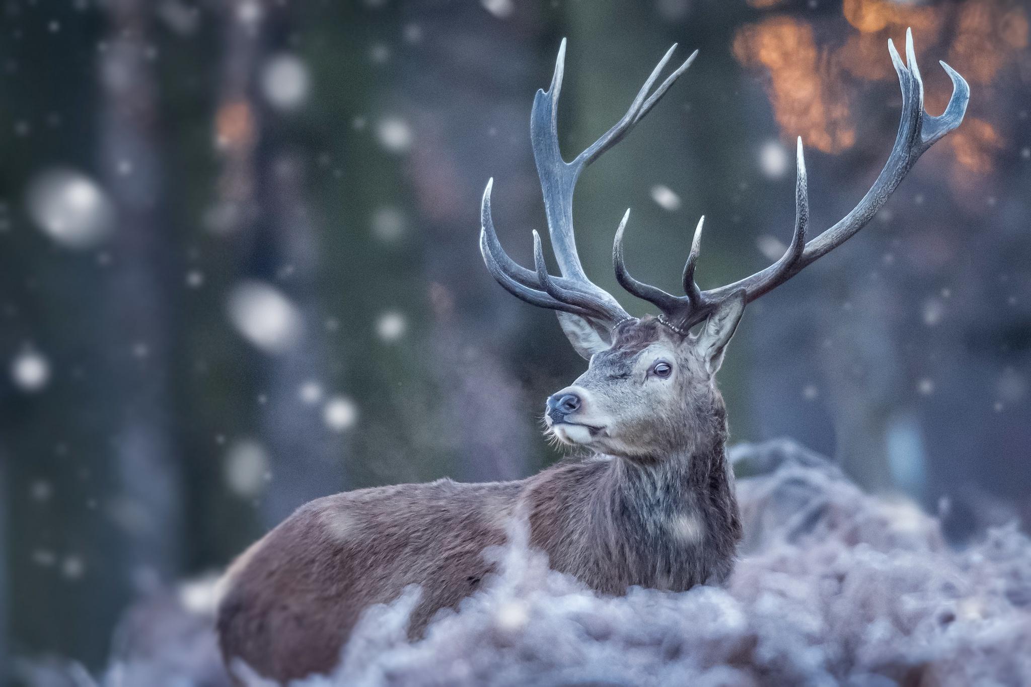 2048x1366 Free download Wallpaper of Deer Wildlife Winter Snow background HD image [2048x1366] for your Desktop, Mobile & Tablet. Explore Snowing Desktop Background. Snowing Background Wallpaper